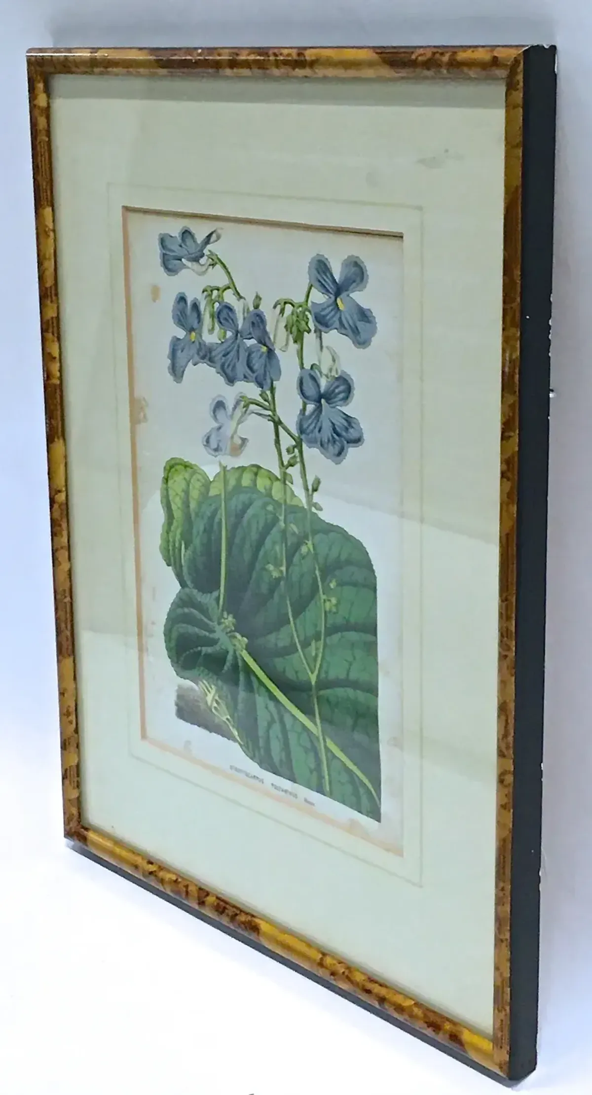 Framed Floral & Leaf Botanical Engraving - Vermilion Designs - Green