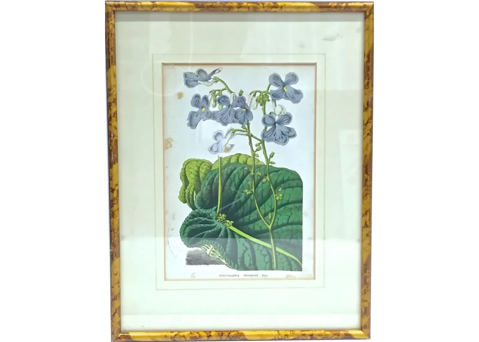 Framed Floral & Leaf Botanical Engraving - Vermilion Designs - Green