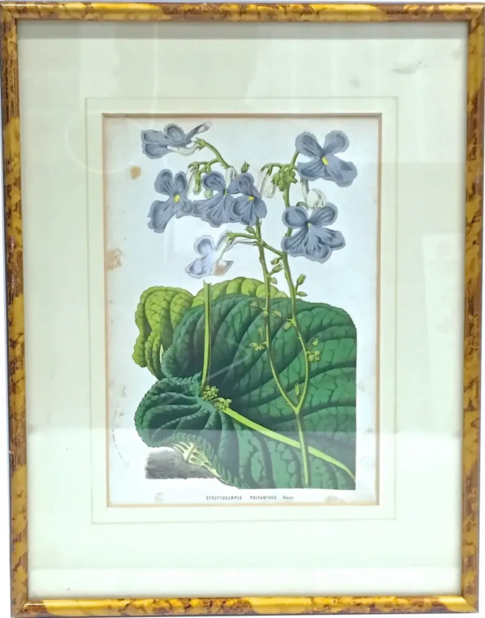 Framed Floral & Leaf Botanical Engraving - Vermilion Designs - Green