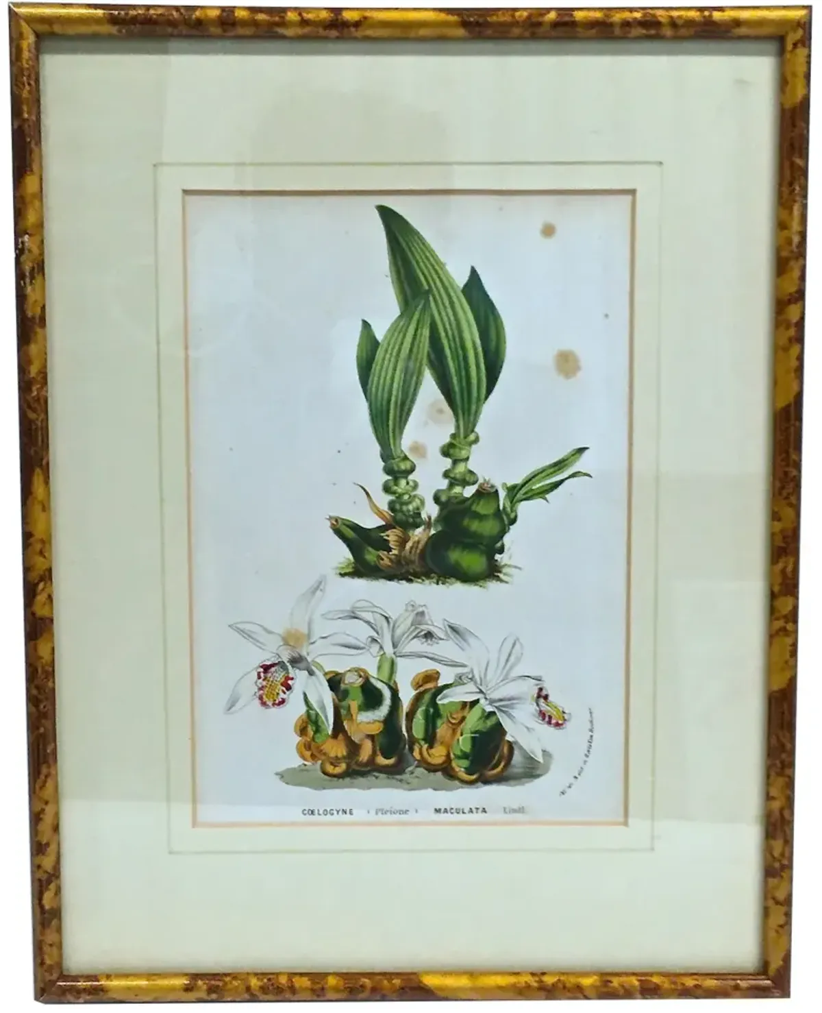 Antique Orchid Botanical Engraving - Vermilion Designs - Green