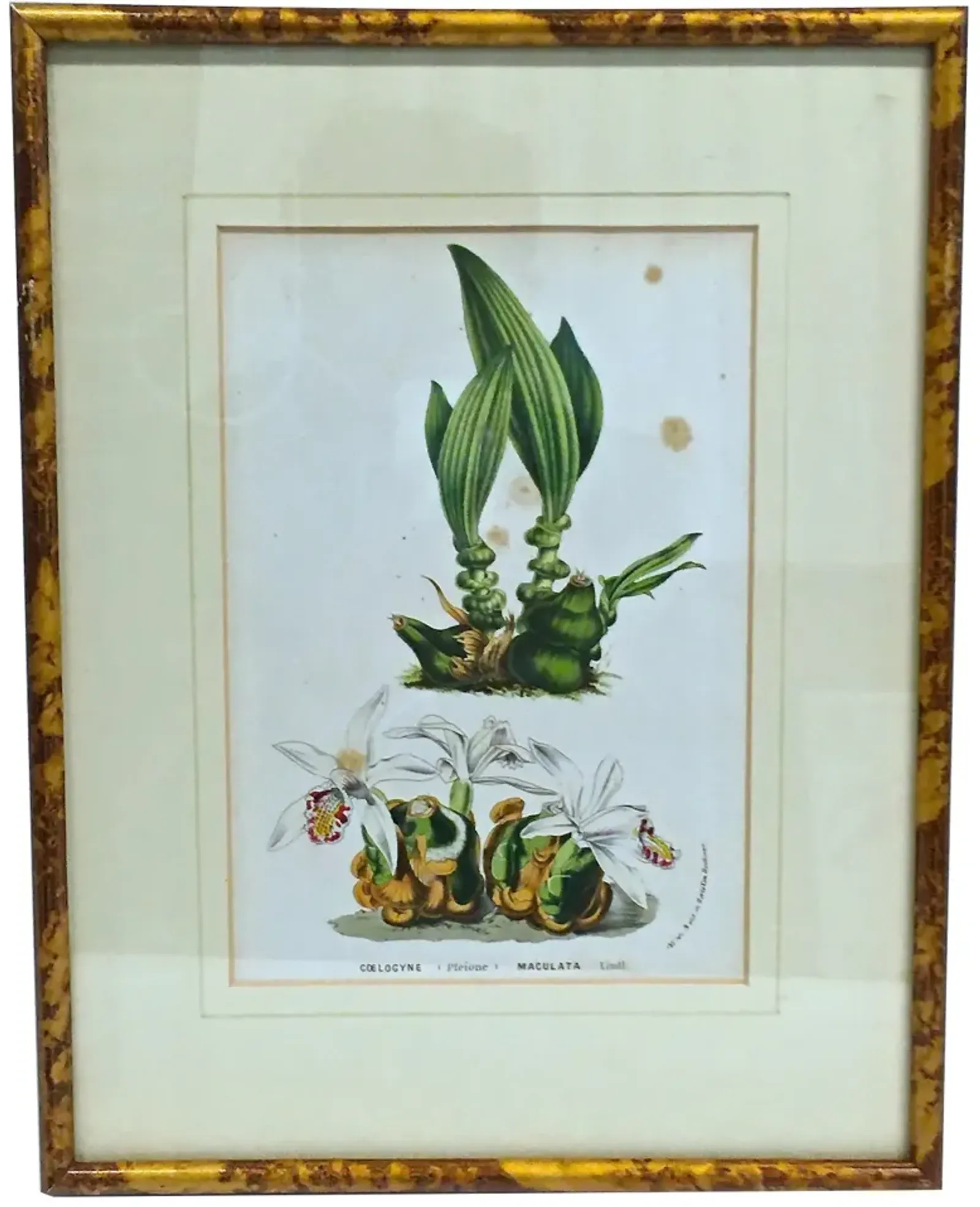 Antique Orchid Botanical Engraving - Vermilion Designs - Green