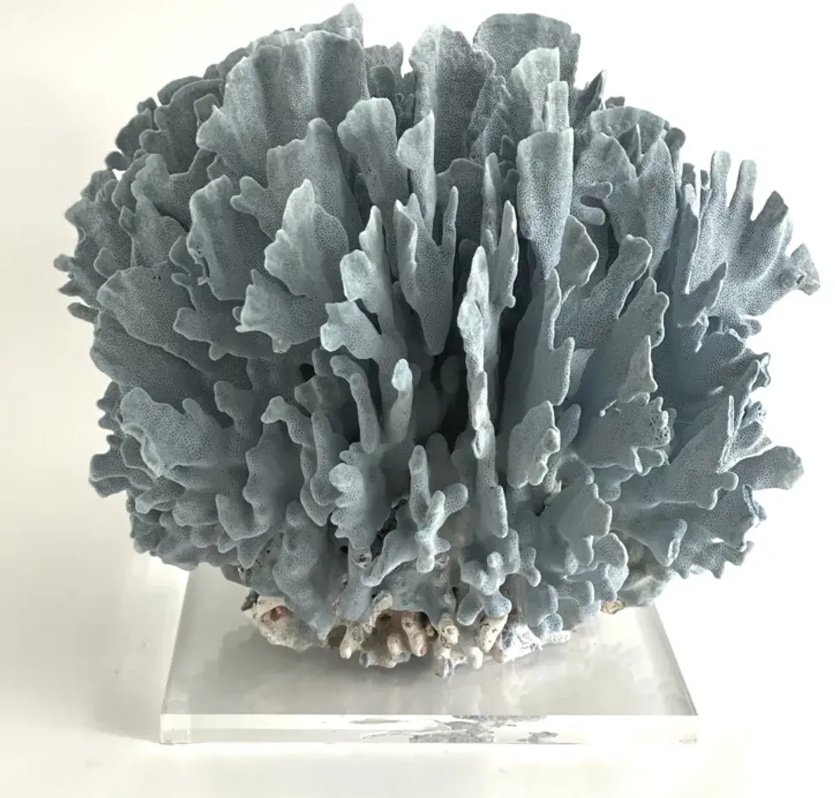 Extraordinary Natural Blue Coral on Base - Ballyhoo