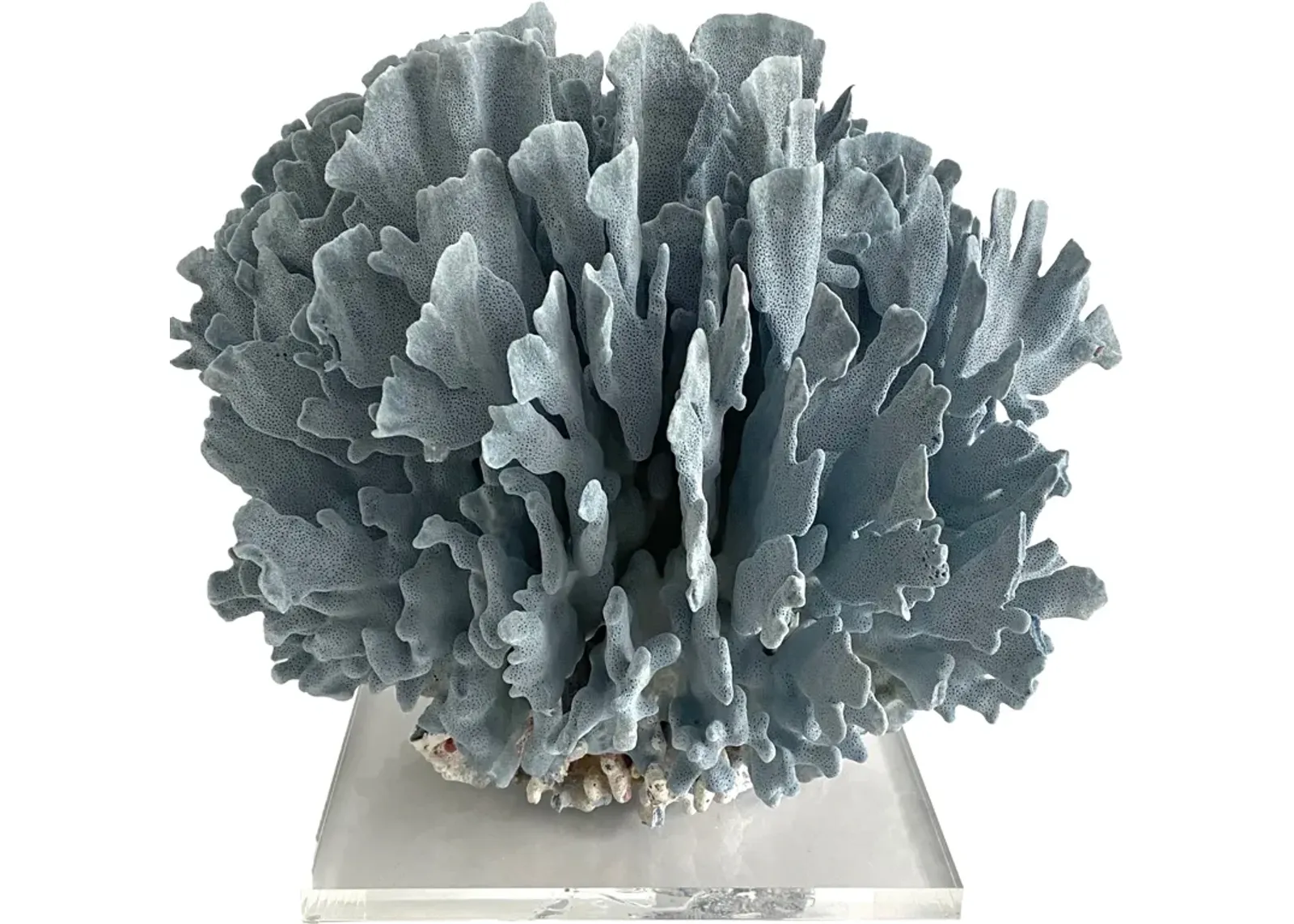 Extraordinary Natural Blue Coral on Base - Ballyhoo