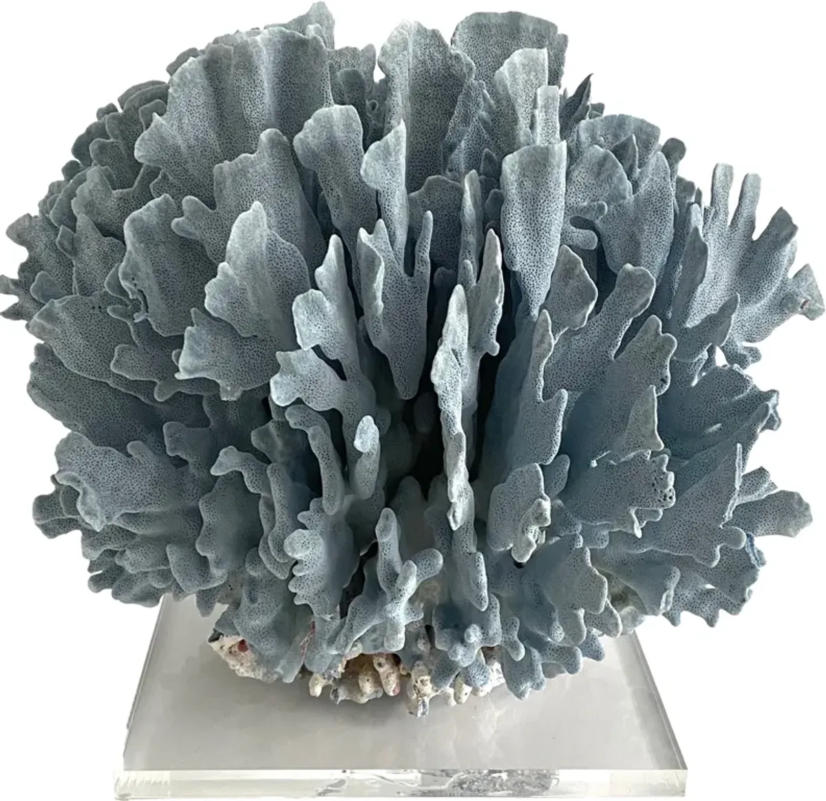 Extraordinary Natural Blue Coral on Base - Ballyhoo