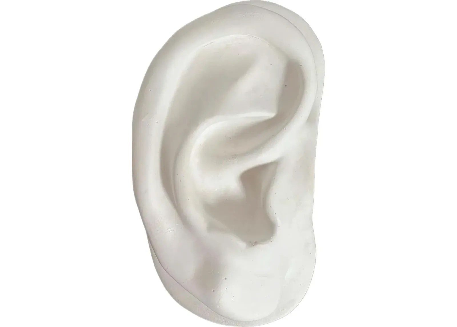 Plaster Ear Wall Sculpture - C the Light Interiors - White