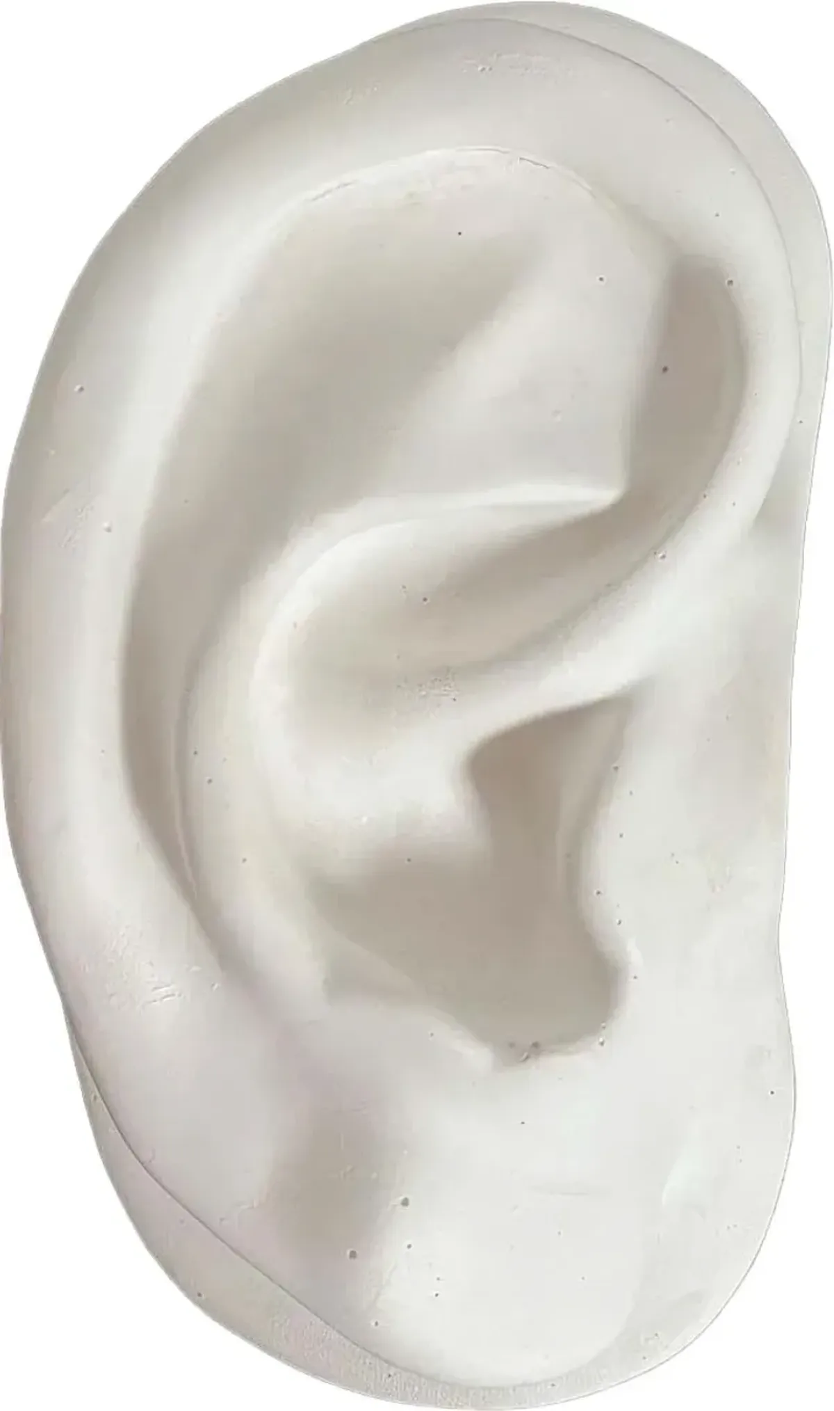 Plaster Ear Wall Sculpture - C the Light Interiors - White