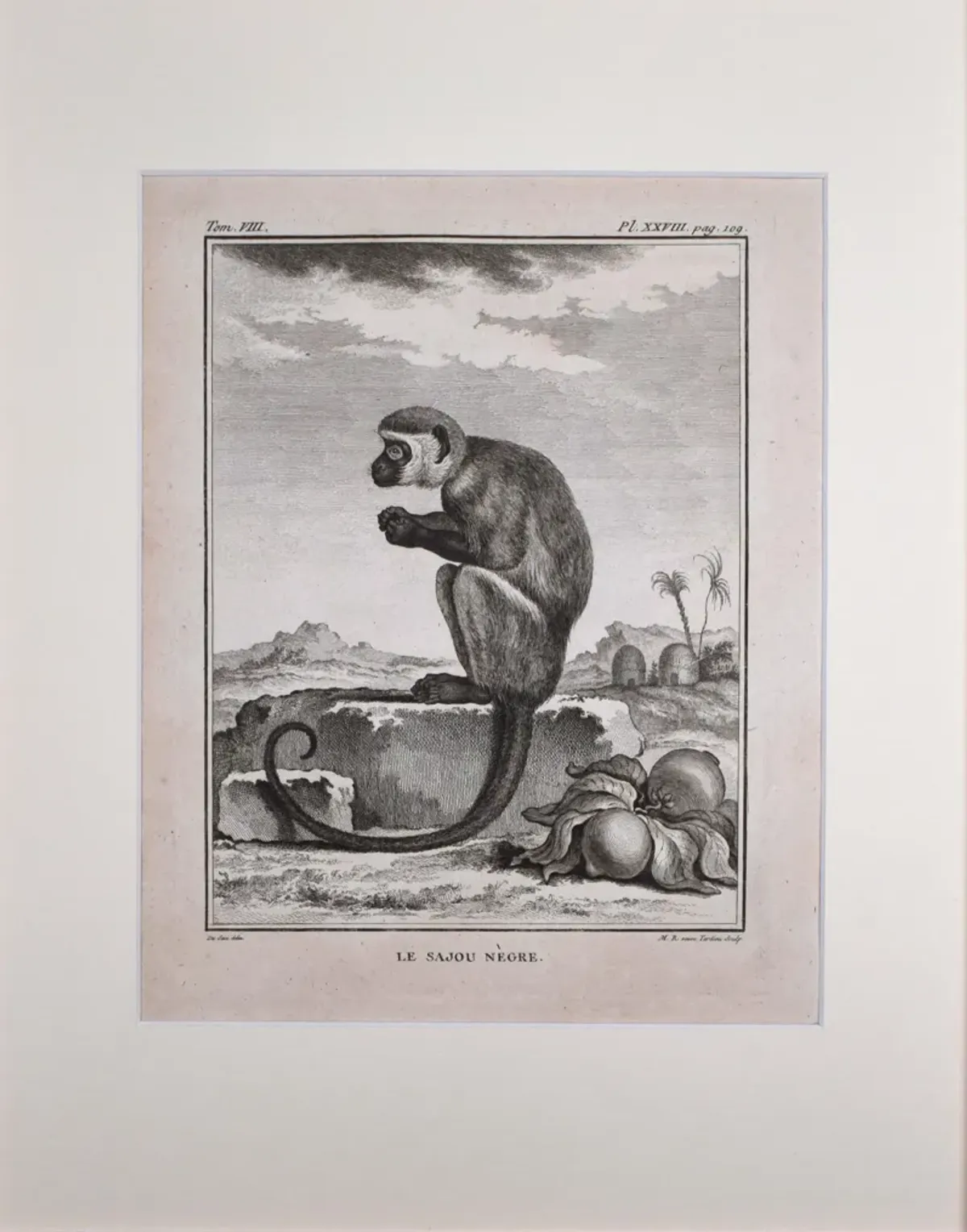 18th Century French Monkey Engraving - Antiquarian Art Company - Black