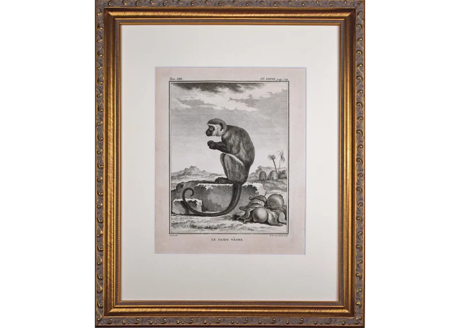 18th Century French Monkey Engraving - Antiquarian Art Company - Black