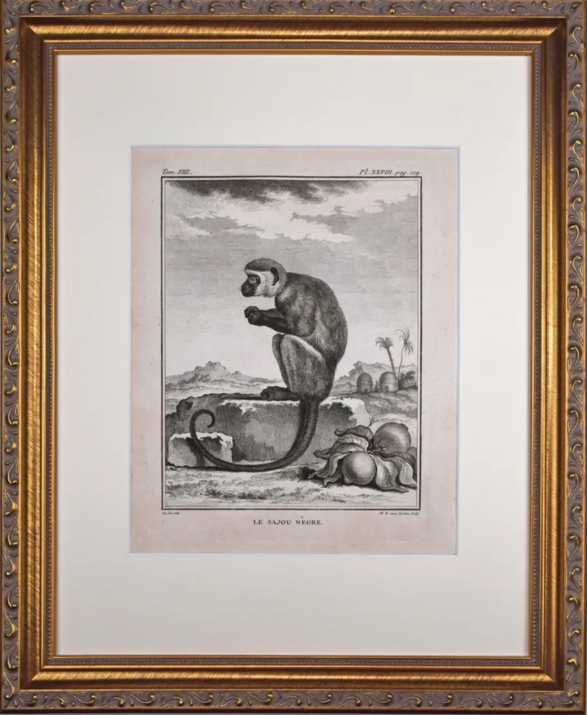 18th Century French Monkey Engraving - Antiquarian Art Company - Black