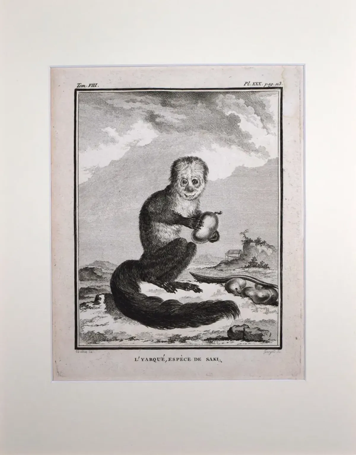 18th Century French Monkey Engraving - Antiquarian Art Company - Black