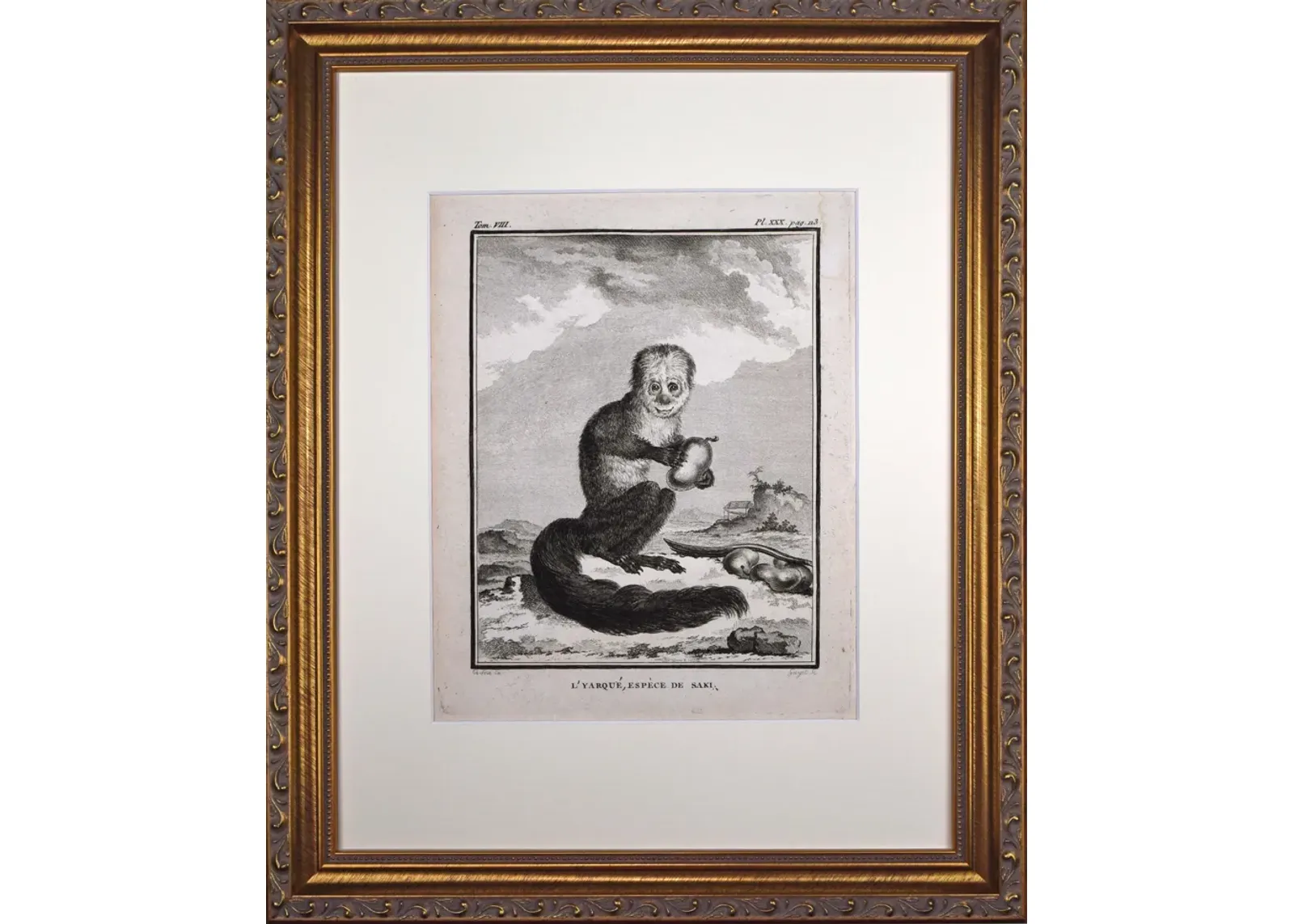 18th Century French Monkey Engraving - Antiquarian Art Company - Black