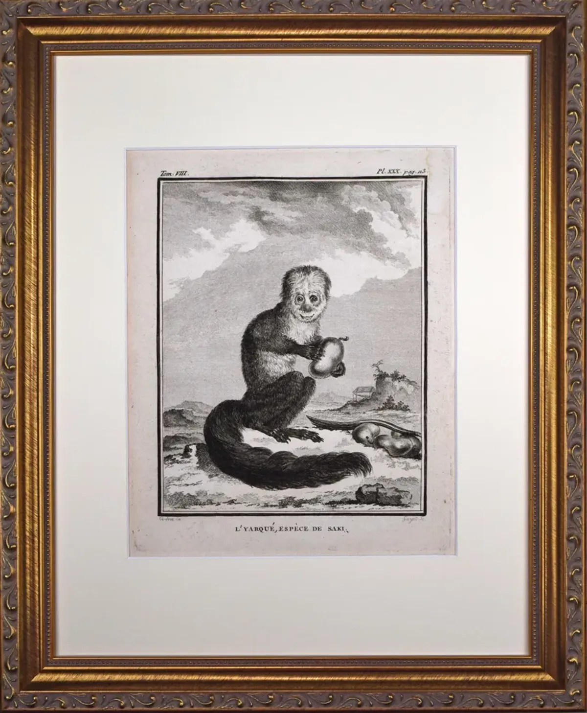 18th Century French Monkey Engraving - Antiquarian Art Company - Black