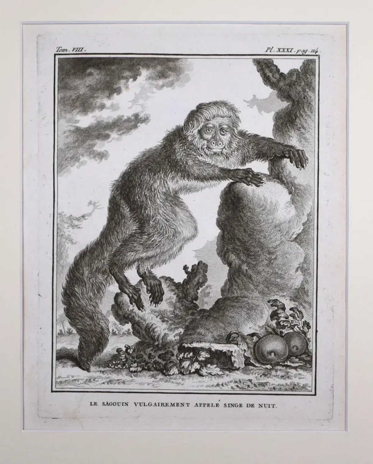 18th Century French Monkey Engraving - Antiquarian Art Company - Black