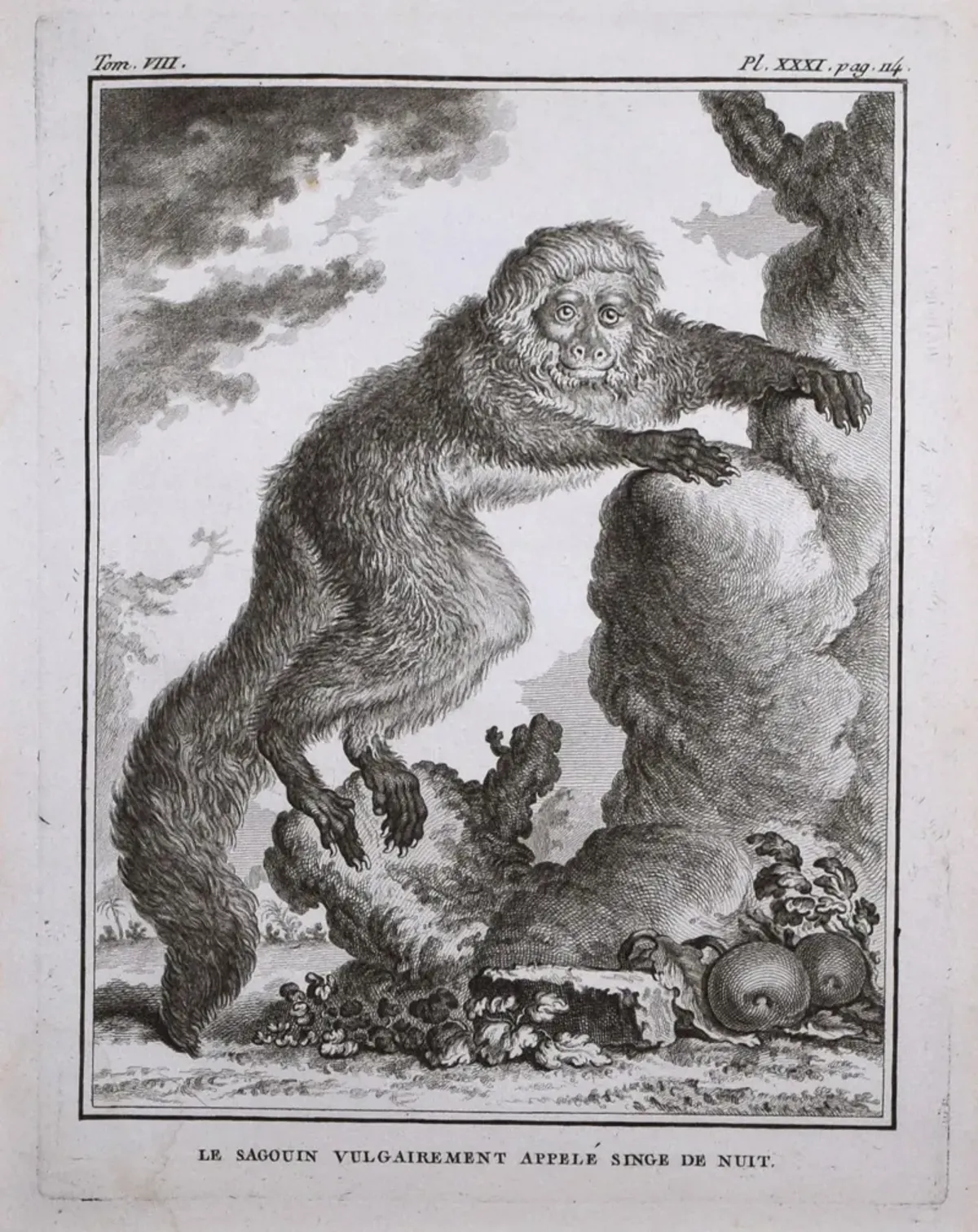 18th Century French Monkey Engraving - Antiquarian Art Company - Black