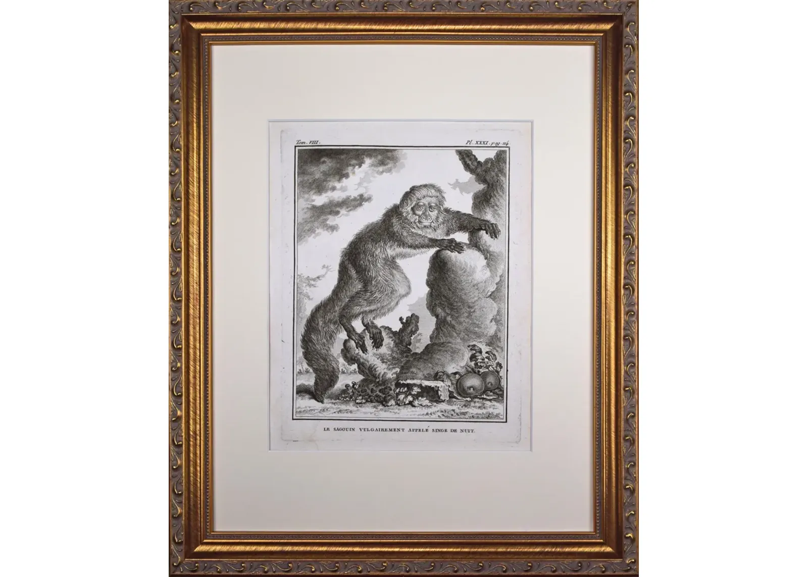 18th Century French Monkey Engraving - Antiquarian Art Company - Black