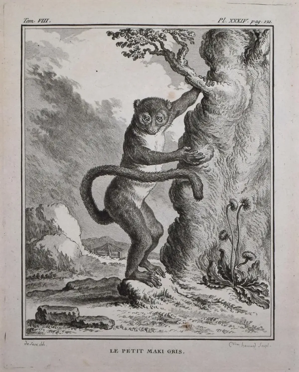 18th Century French Monkey Engraving - Antiquarian Art Company - Black