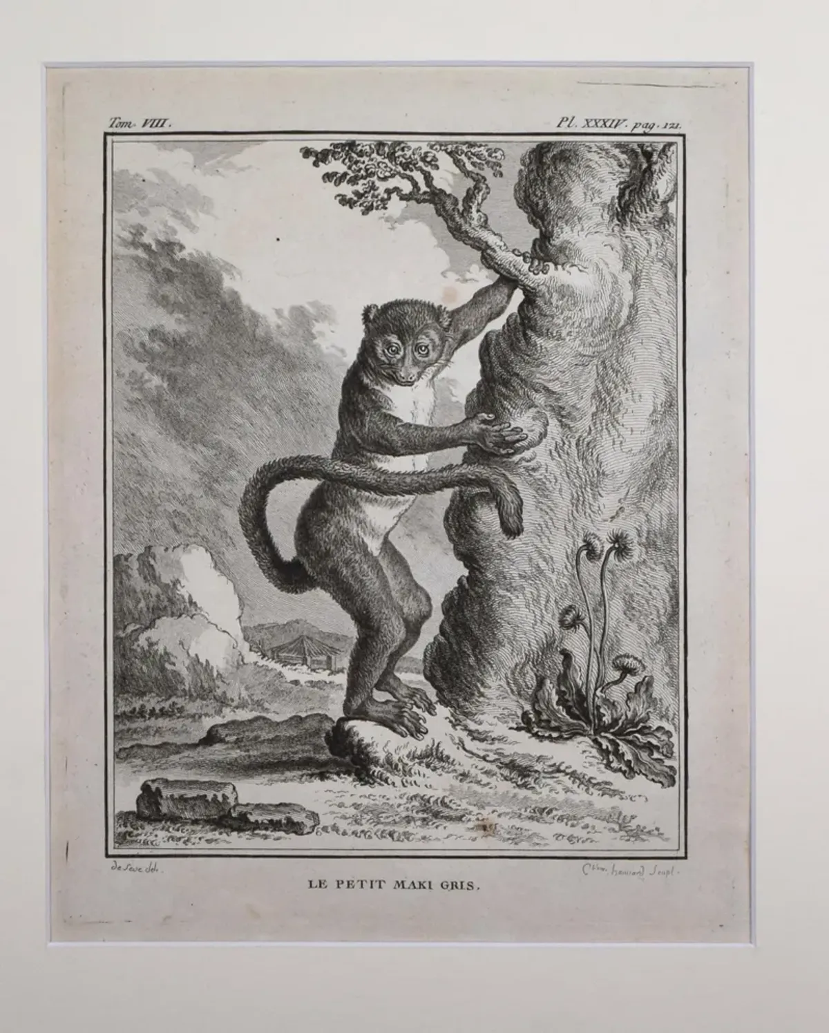 18th Century French Monkey Engraving - Antiquarian Art Company - Black