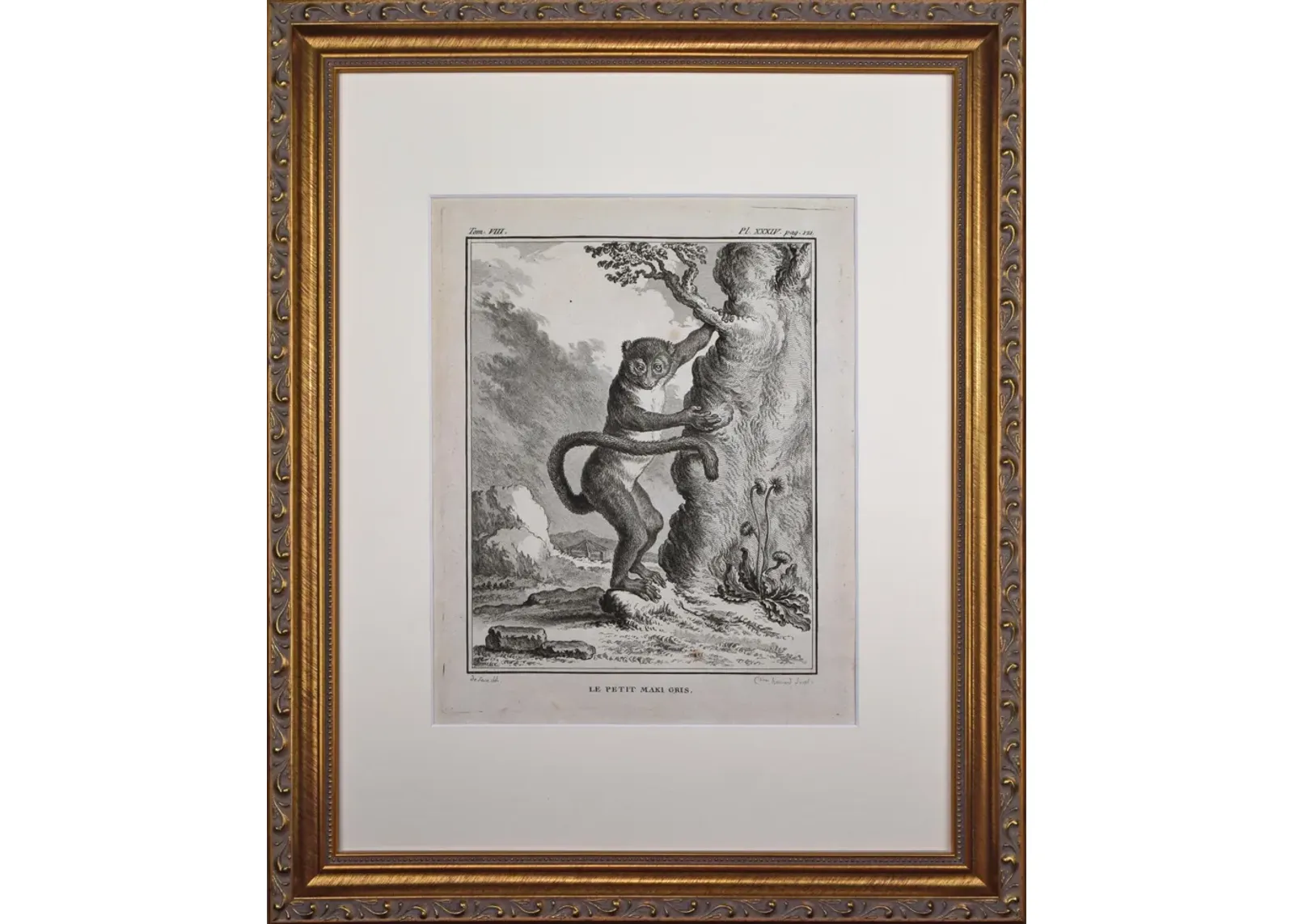 18th Century French Monkey Engraving - Antiquarian Art Company - Black