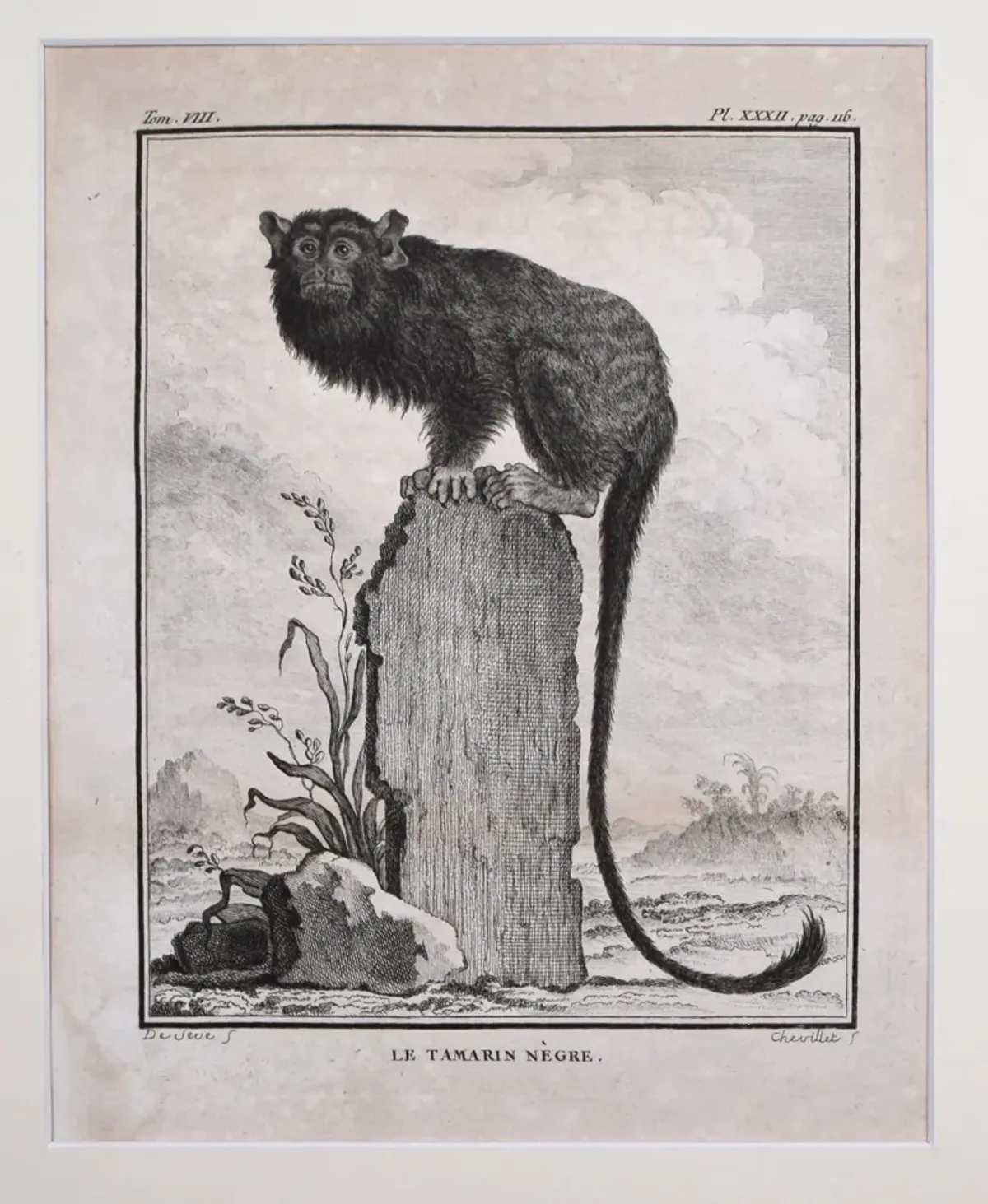 18th Century French Monkey Engraving - Antiquarian Art Company - Black