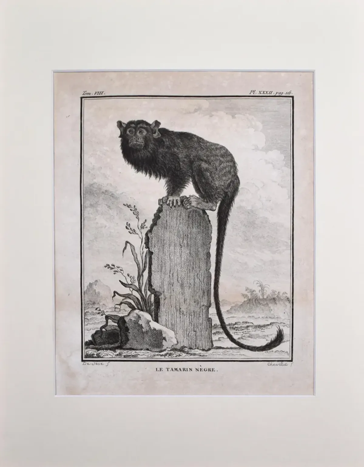 18th Century French Monkey Engraving - Antiquarian Art Company - Black