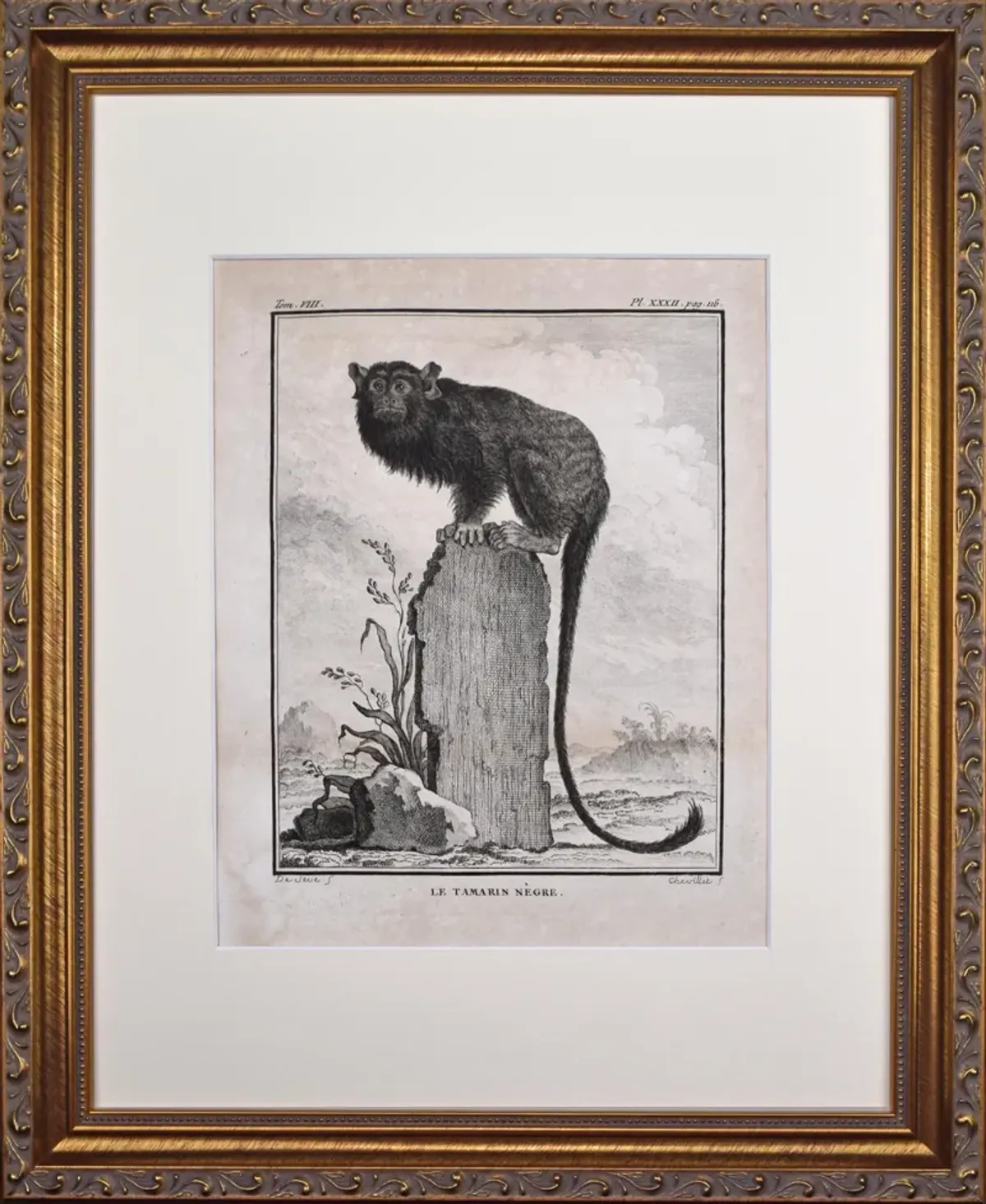 18th Century French Monkey Engraving - Antiquarian Art Company - Black