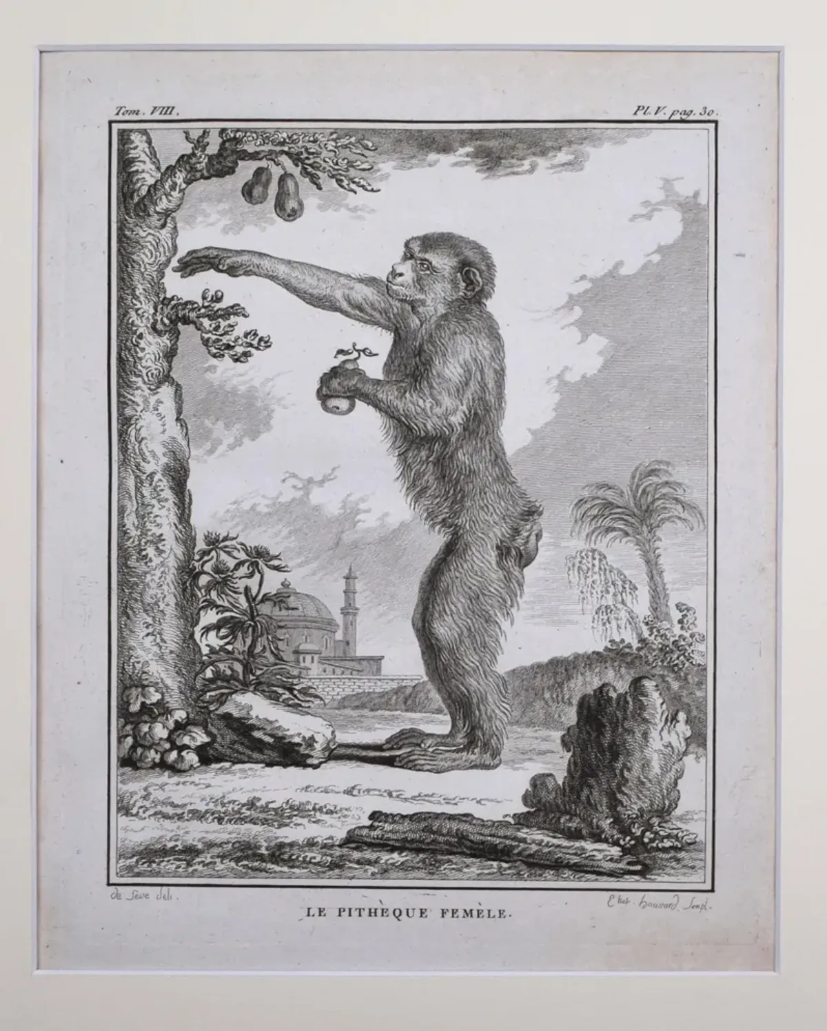 18th Century French Monkey Engraving - Antiquarian Art Company - Black