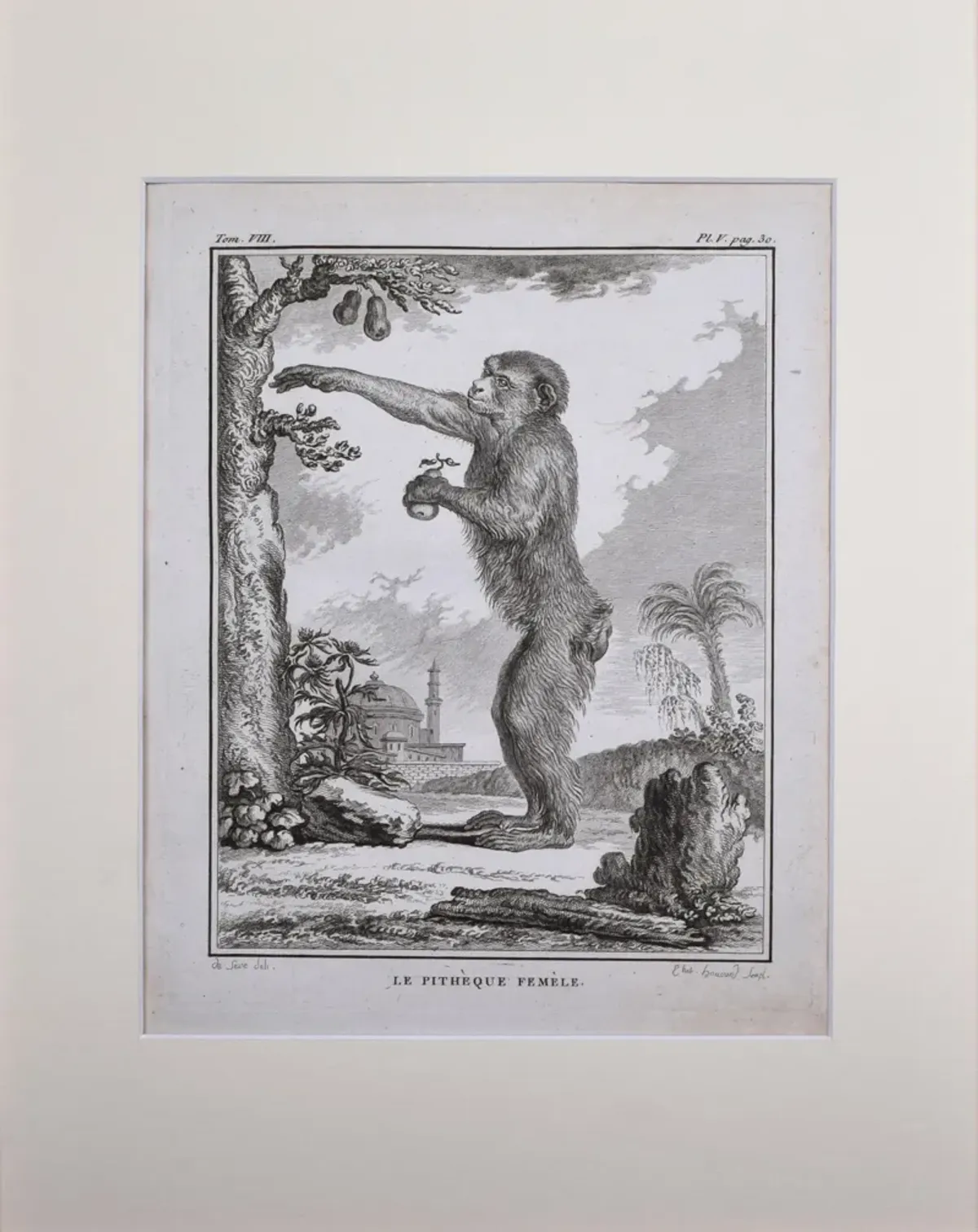 18th Century French Monkey Engraving - Antiquarian Art Company - Black