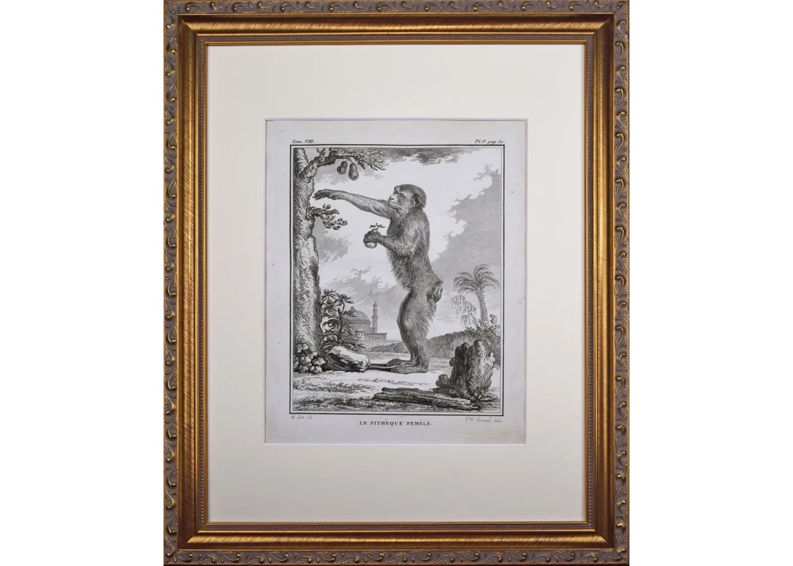 18th Century French Monkey Engraving - Antiquarian Art Company - Black