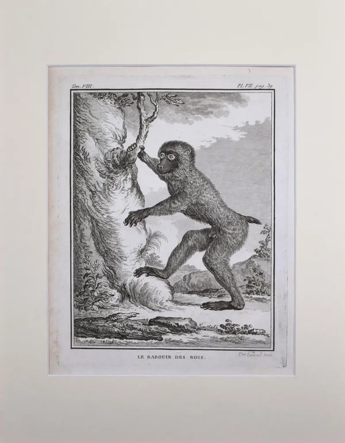 18th Century French Monkey Engraving - Antiquarian Art Company - Black