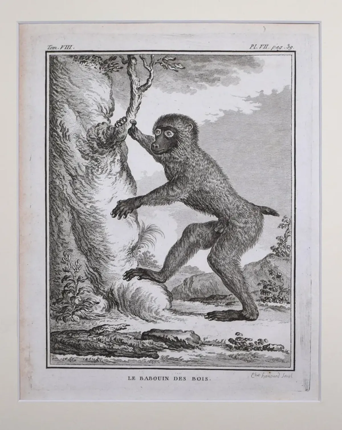 18th Century French Monkey Engraving - Antiquarian Art Company - Black