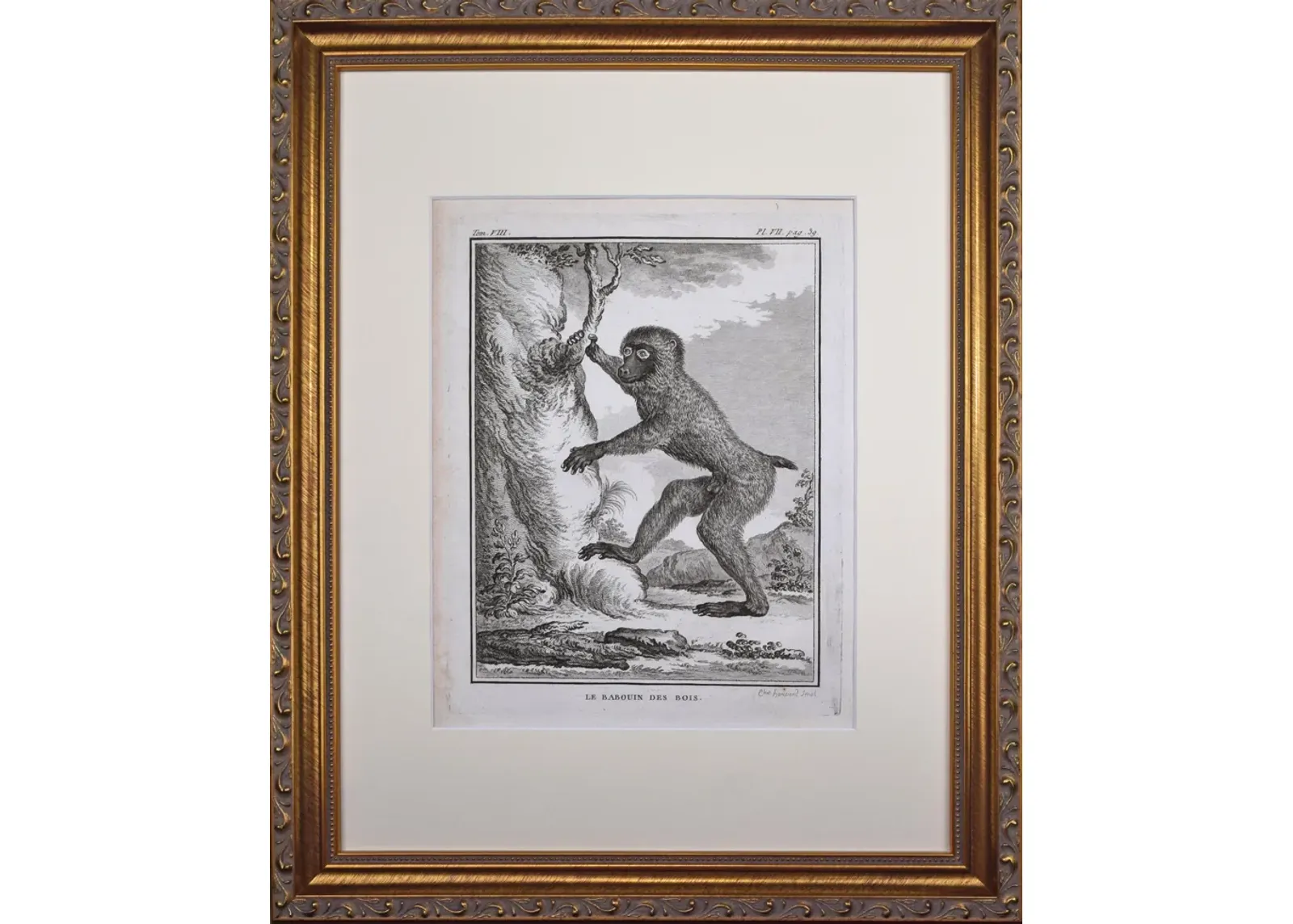 18th Century French Monkey Engraving - Antiquarian Art Company - Black