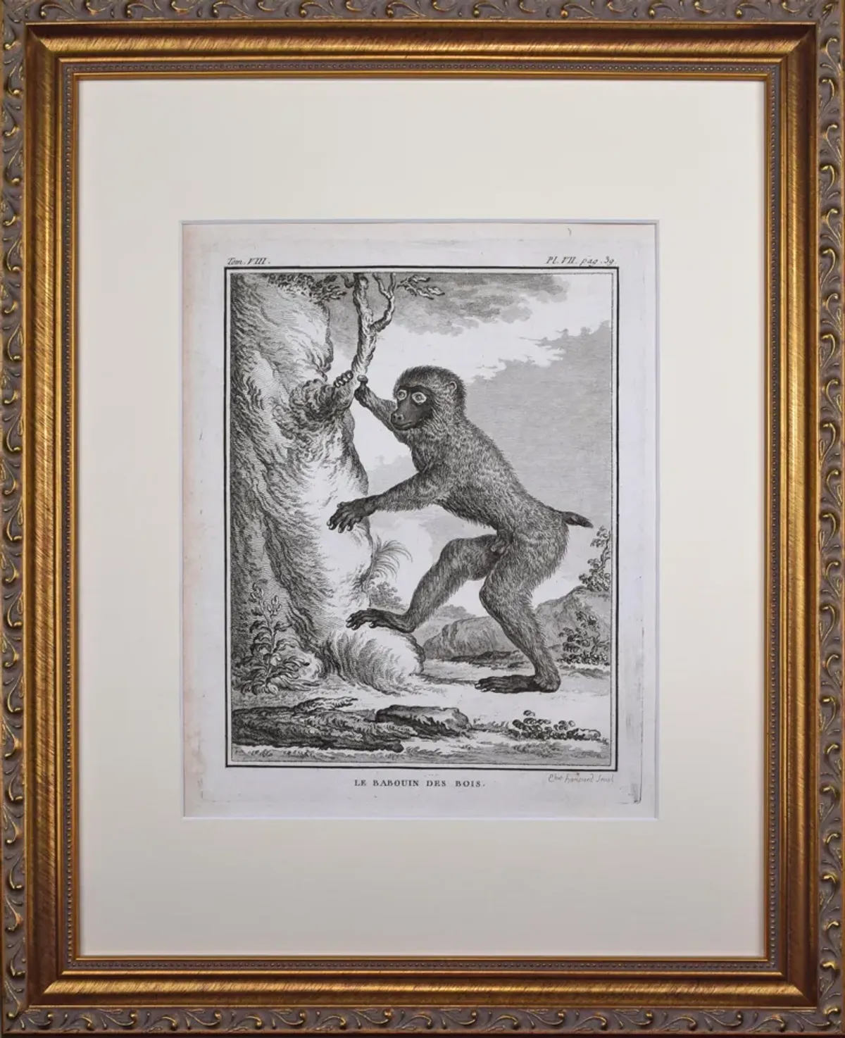 18th Century French Monkey Engraving - Antiquarian Art Company - Black