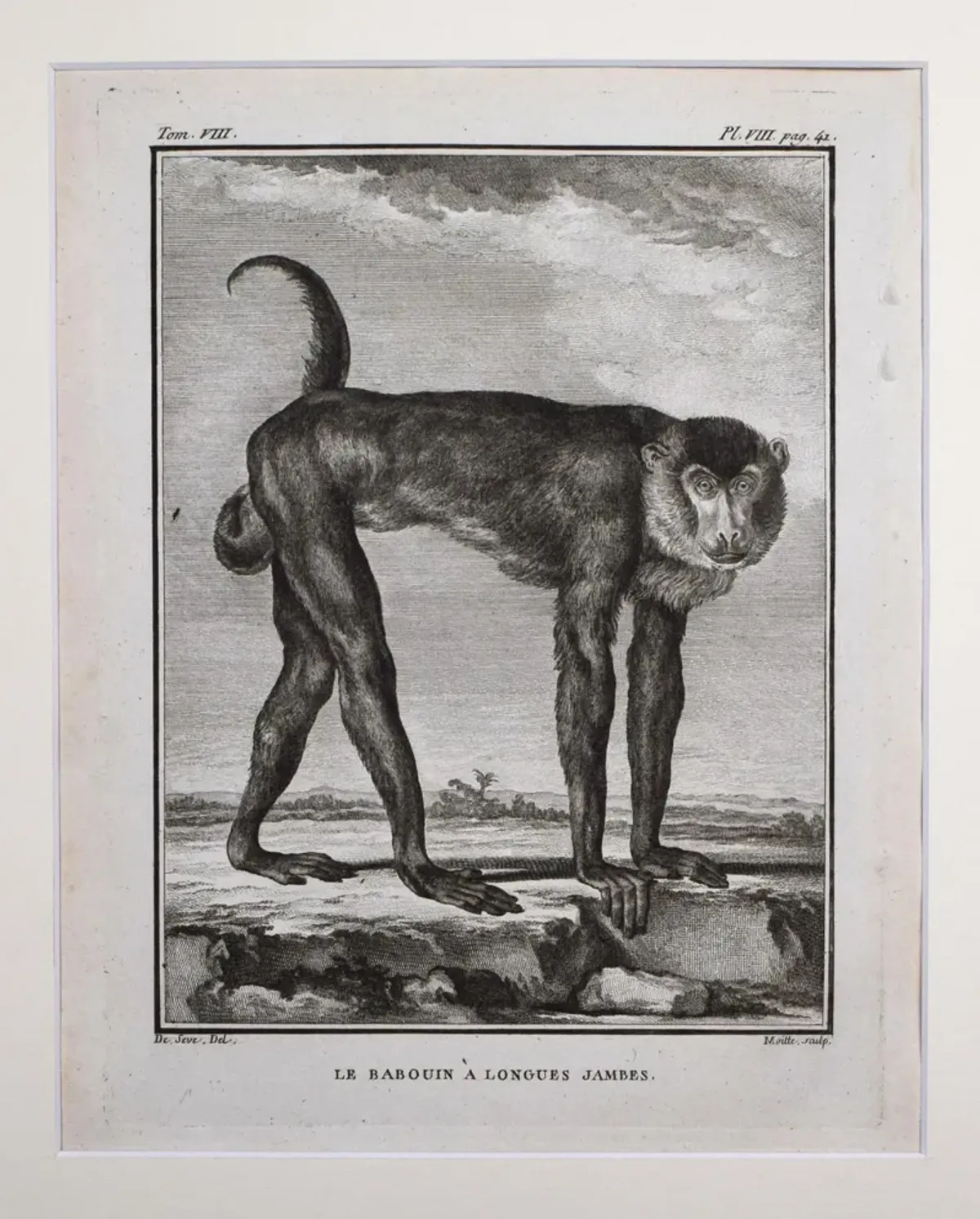 18th Century French Monkey Engraving - Antiquarian Art Company - Black