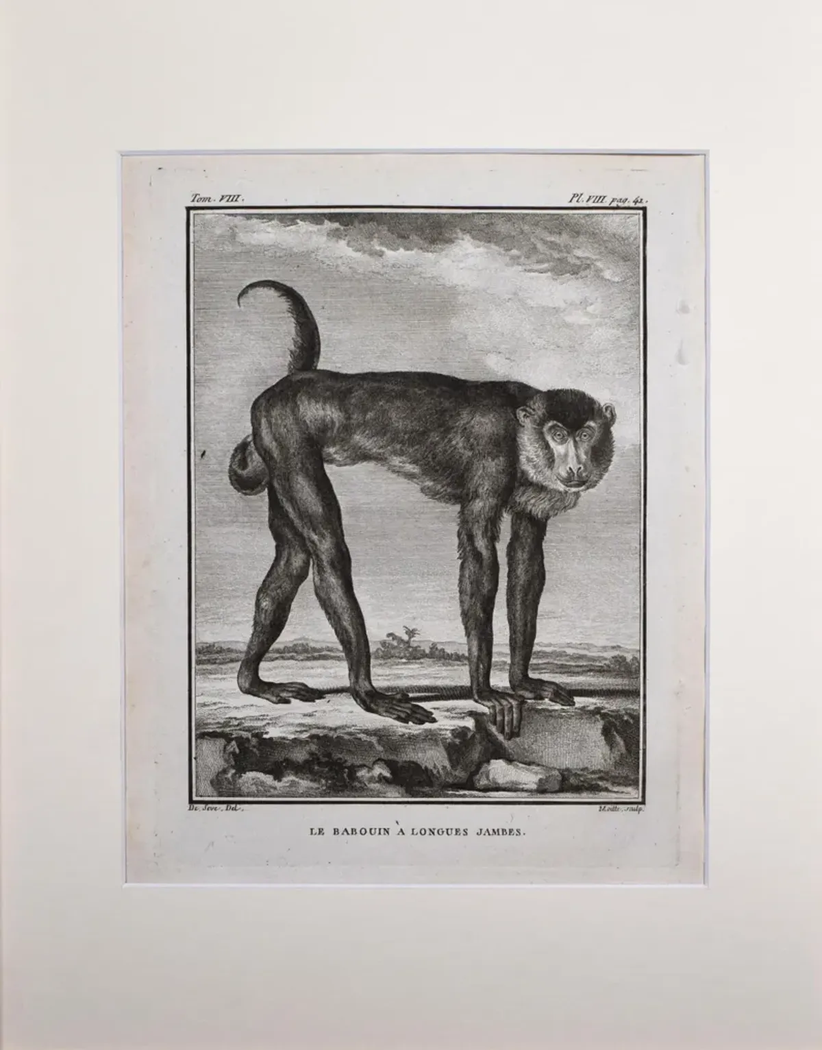 18th Century French Monkey Engraving - Antiquarian Art Company - Black