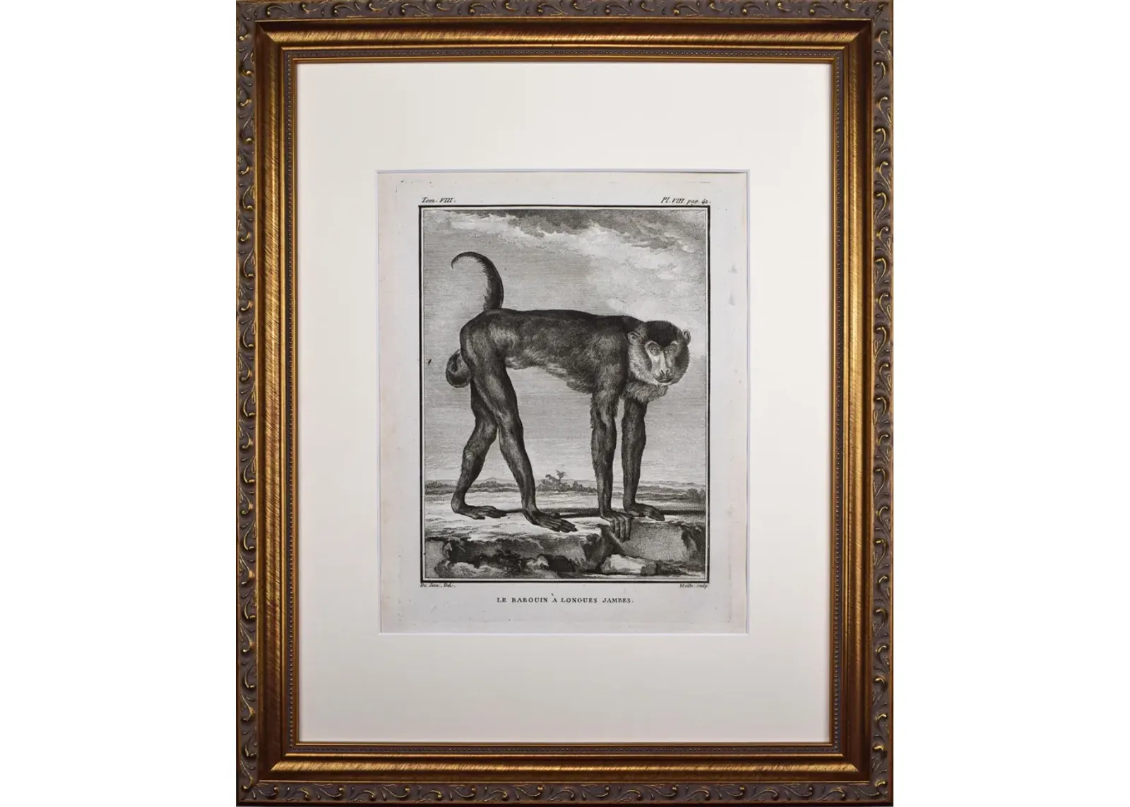 18th Century French Monkey Engraving - Antiquarian Art Company - Black