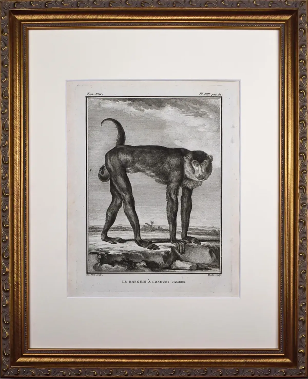 18th Century French Monkey Engraving - Antiquarian Art Company - Black