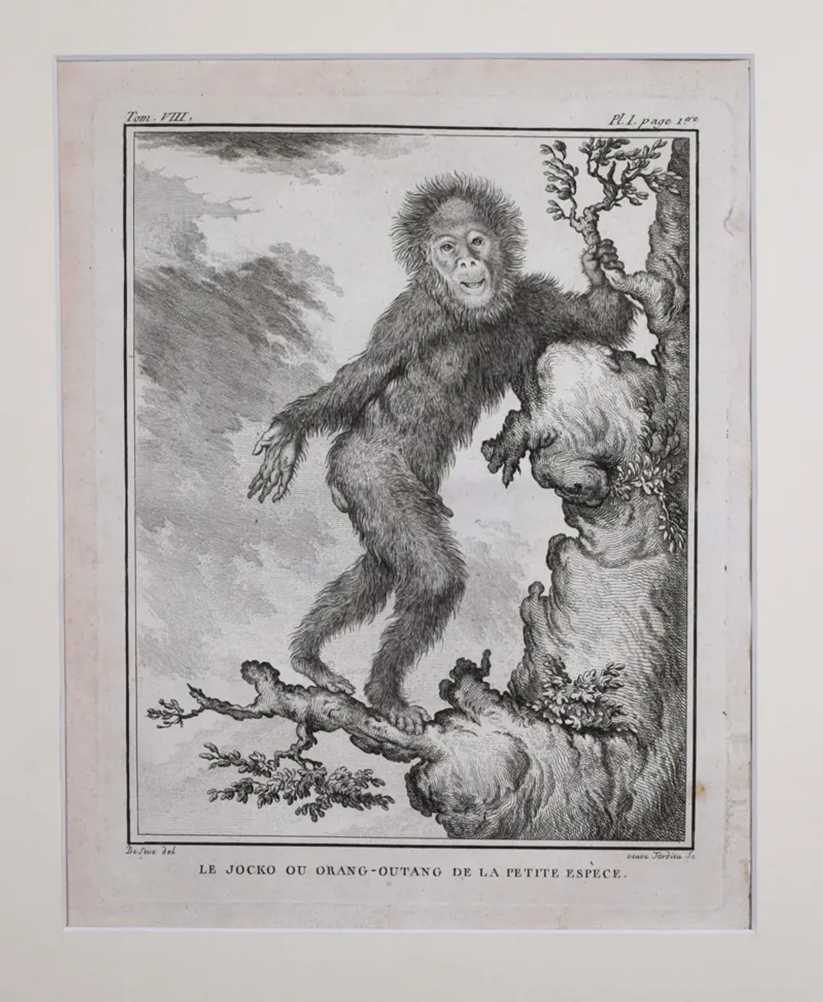 18th Century French Monkey Engraving - Antiquarian Art Company - Black