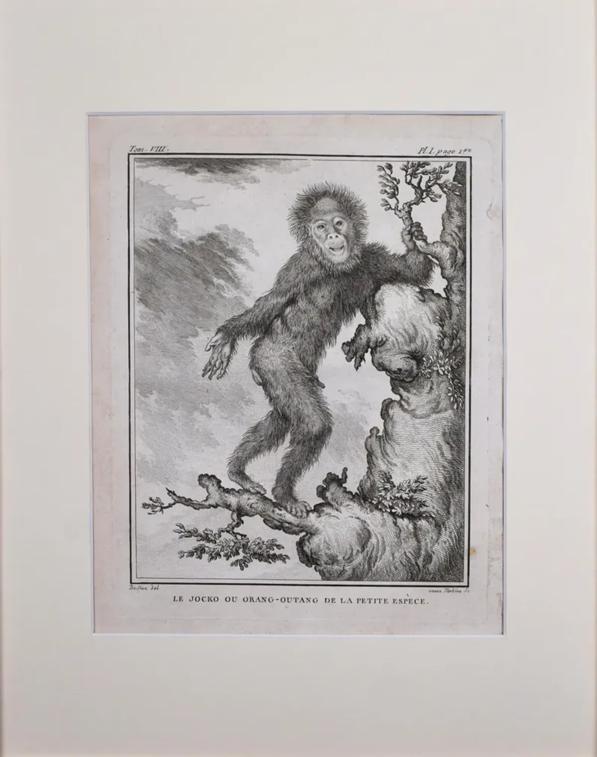 18th Century French Monkey Engraving