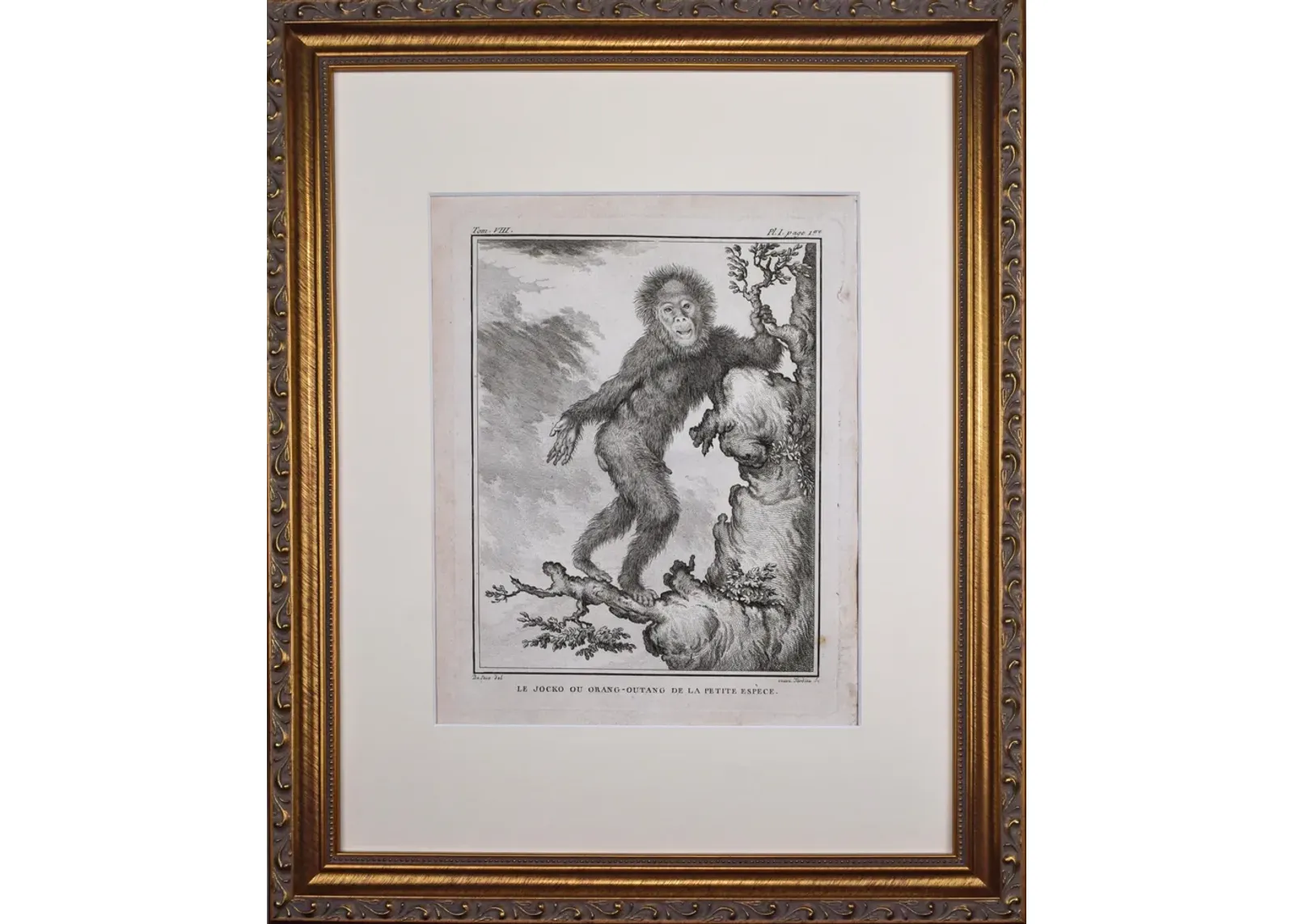 18th Century French Monkey Engraving - Antiquarian Art Company - Black