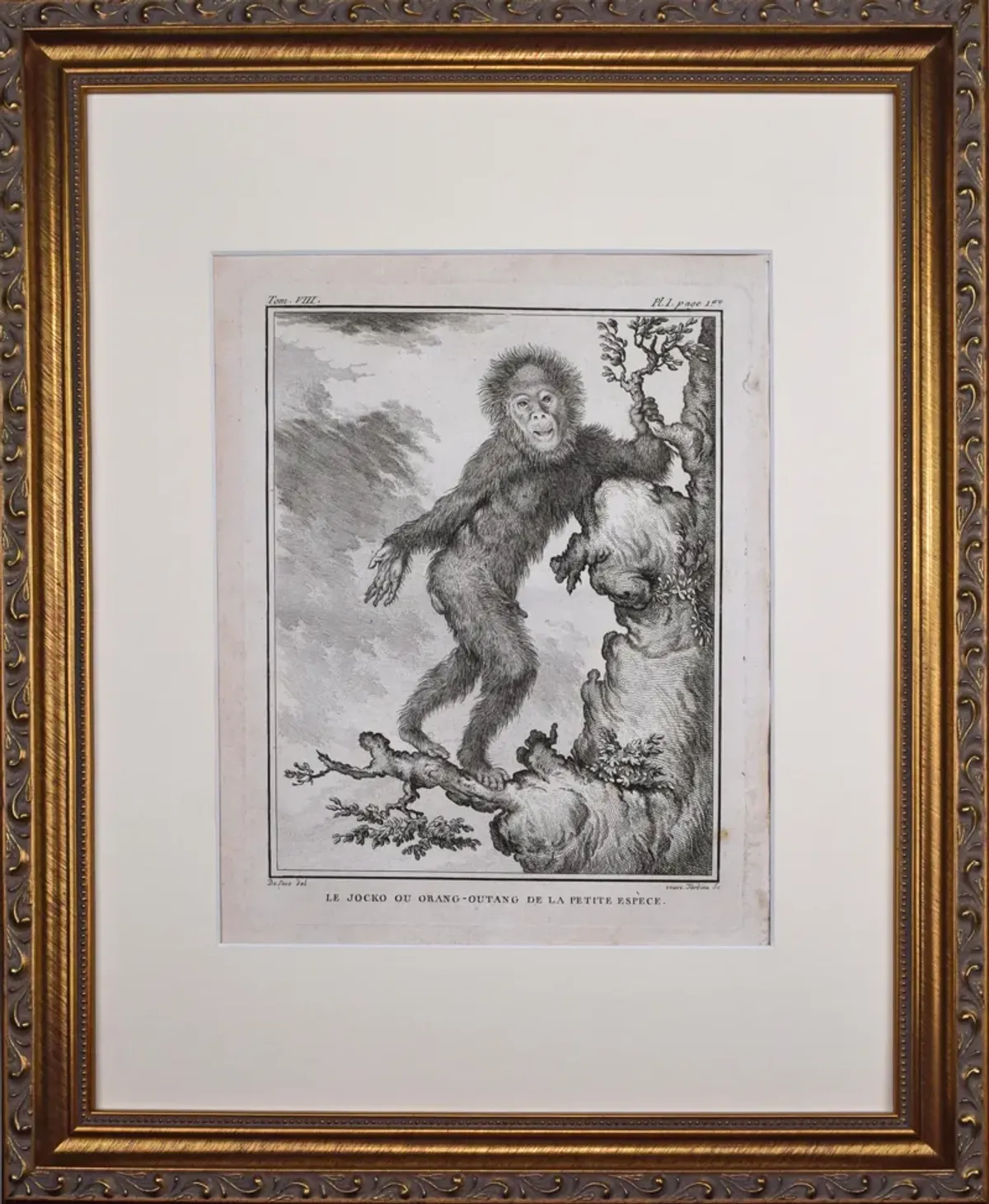 18th Century French Monkey Engraving