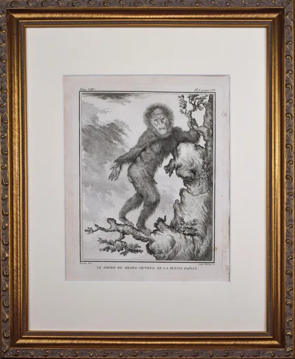 18th Century French Monkey Engraving