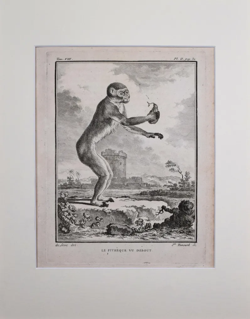 18th Century French Monkey Engraving - Antiquarian Art Company - Black