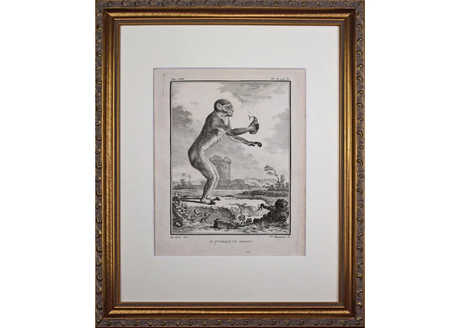 18th Century French Monkey Engraving - Antiquarian Art Company - Black