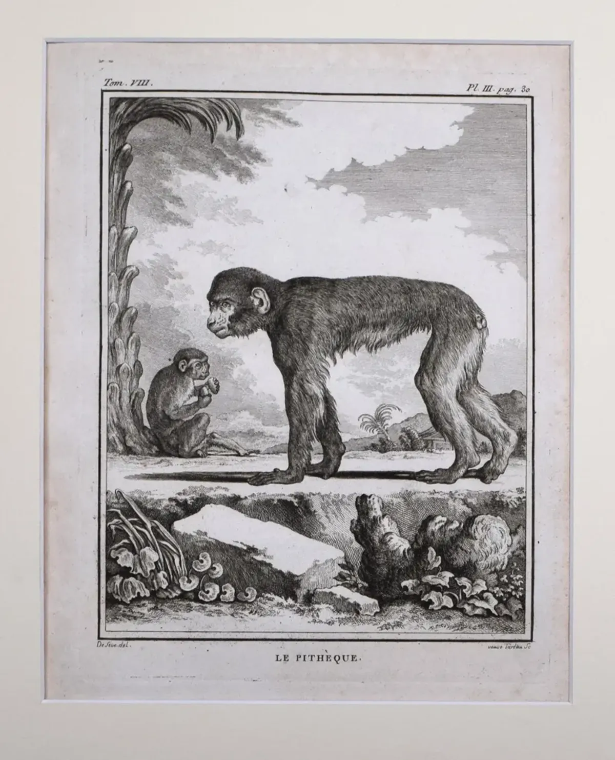 18th Century French Monkey Engraving - Antiquarian Art Company - Black