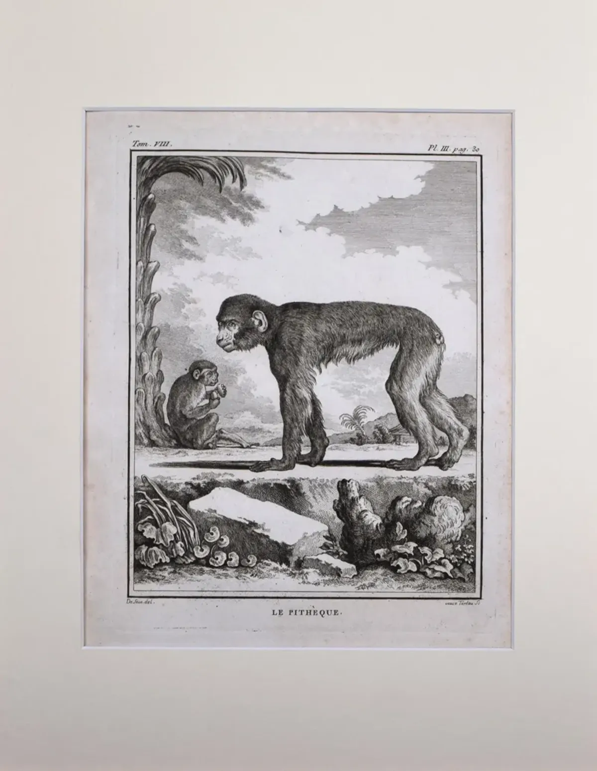 18th Century French Monkey Engraving - Antiquarian Art Company - Black