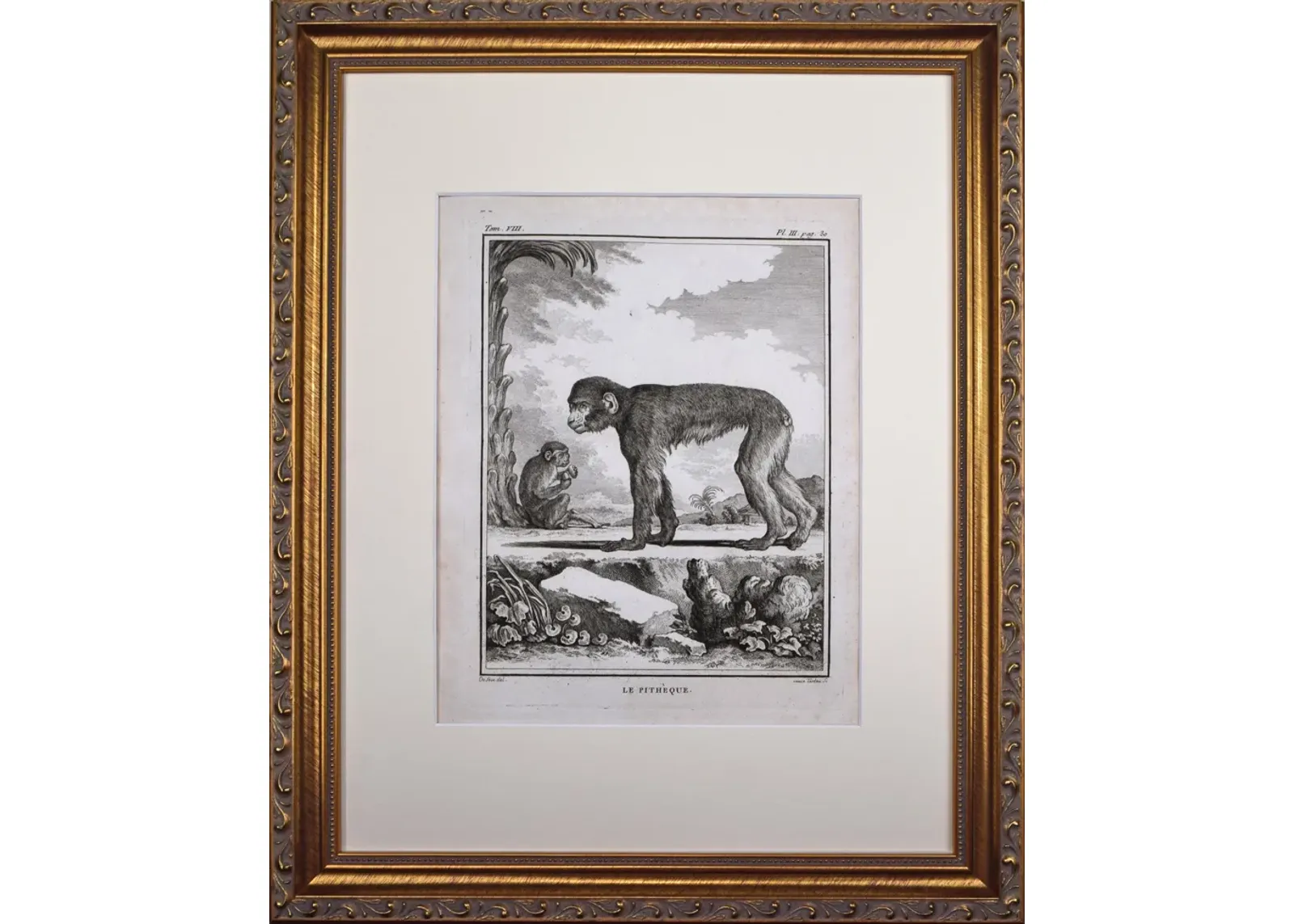 18th Century French Monkey Engraving - Antiquarian Art Company - Black