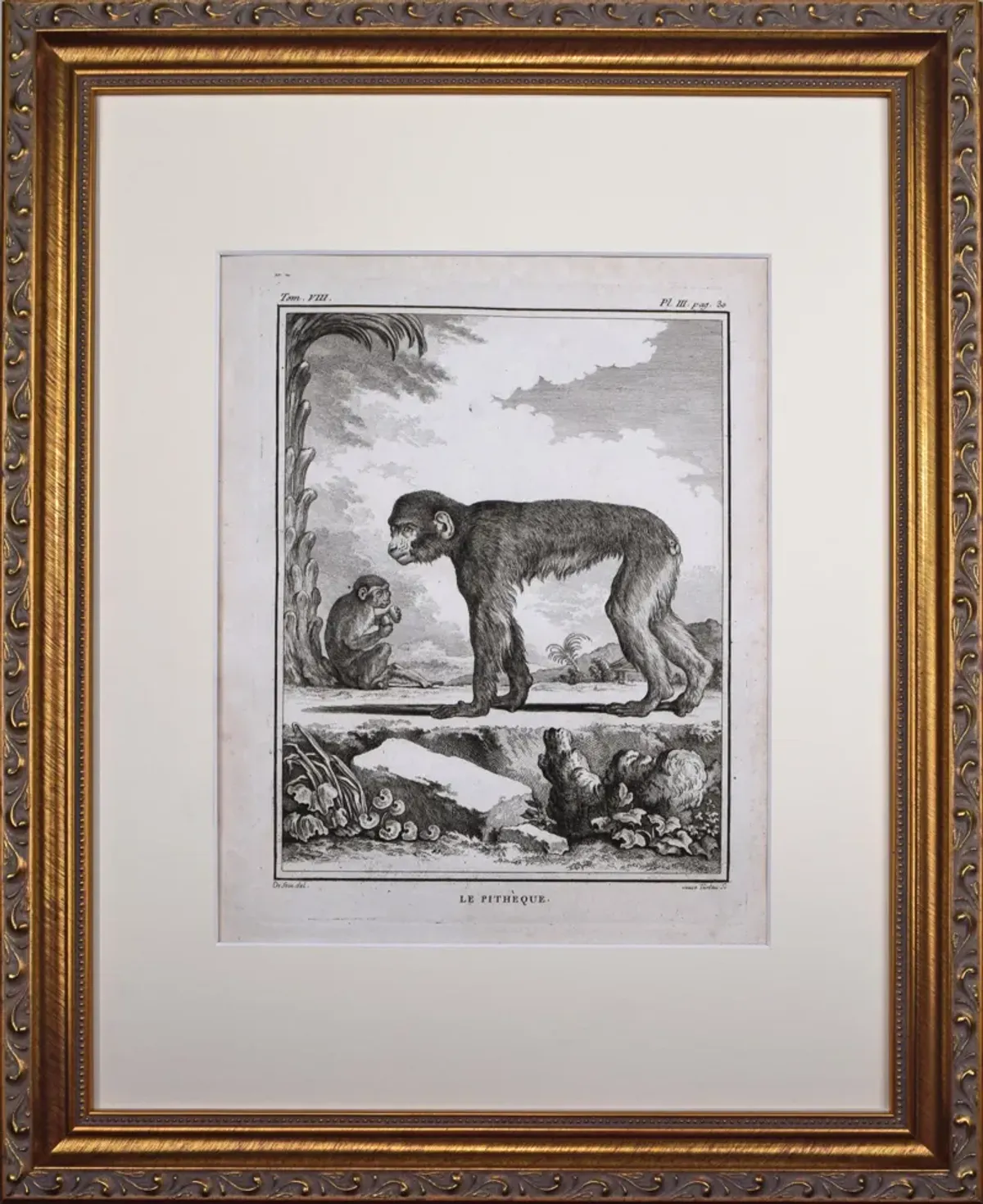 18th Century French Monkey Engraving - Antiquarian Art Company - Black