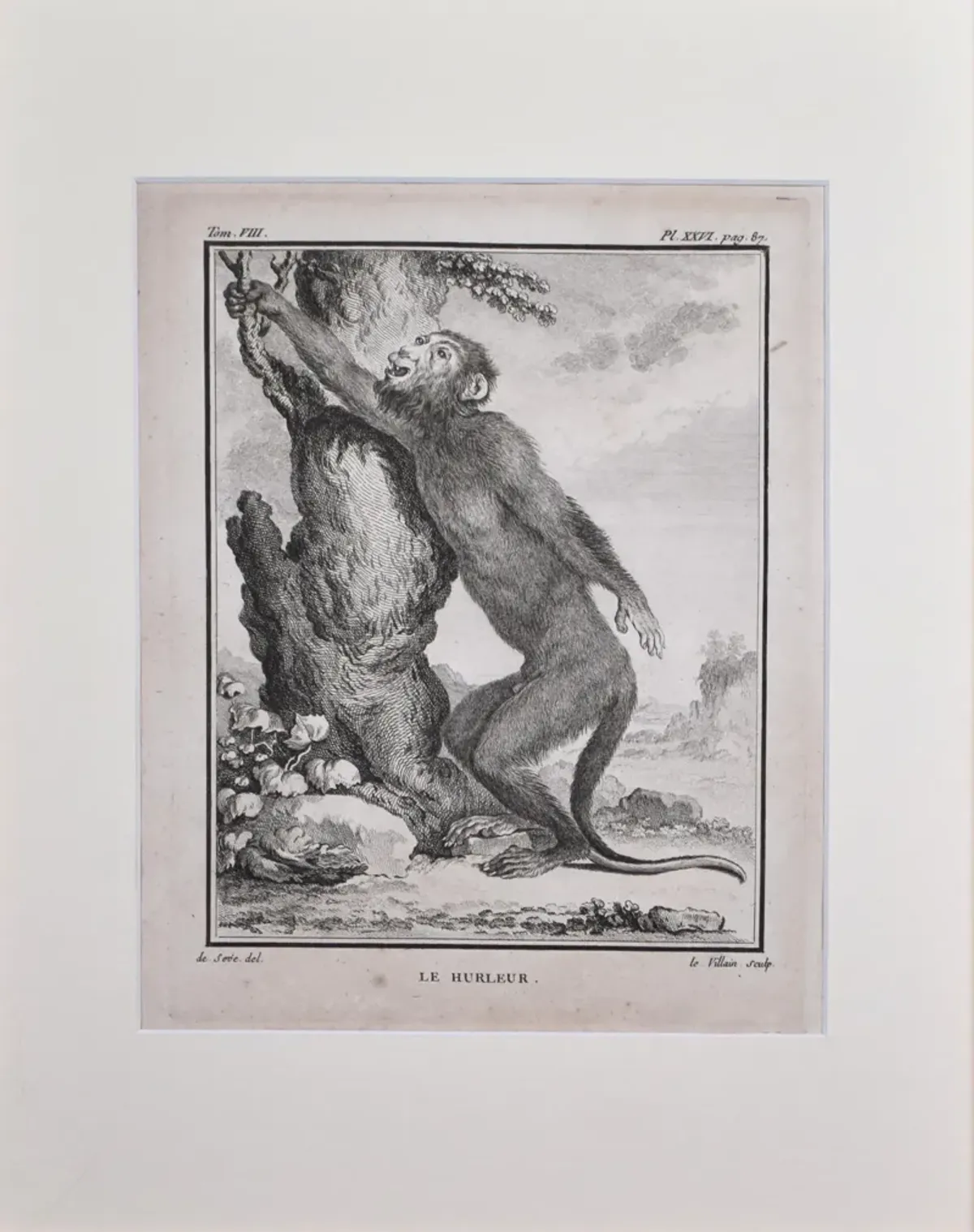 18th Century French Monkey Engraving - Antiquarian Art Company - Black