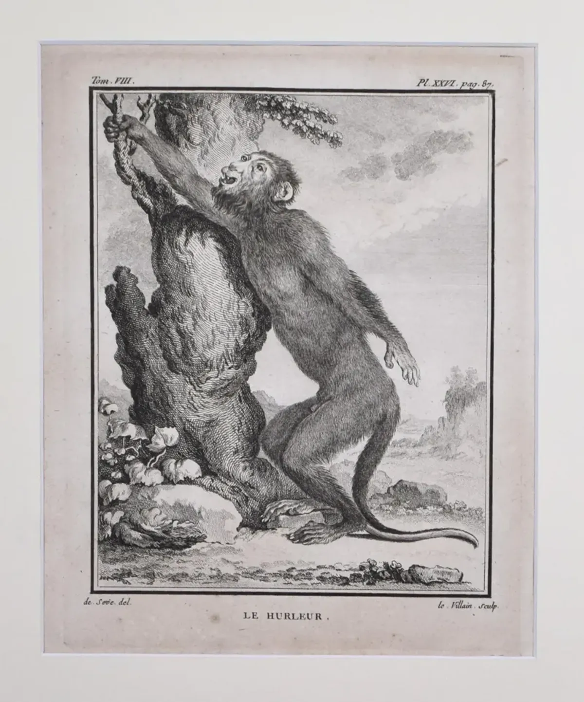 18th Century French Monkey Engraving - Antiquarian Art Company - Black