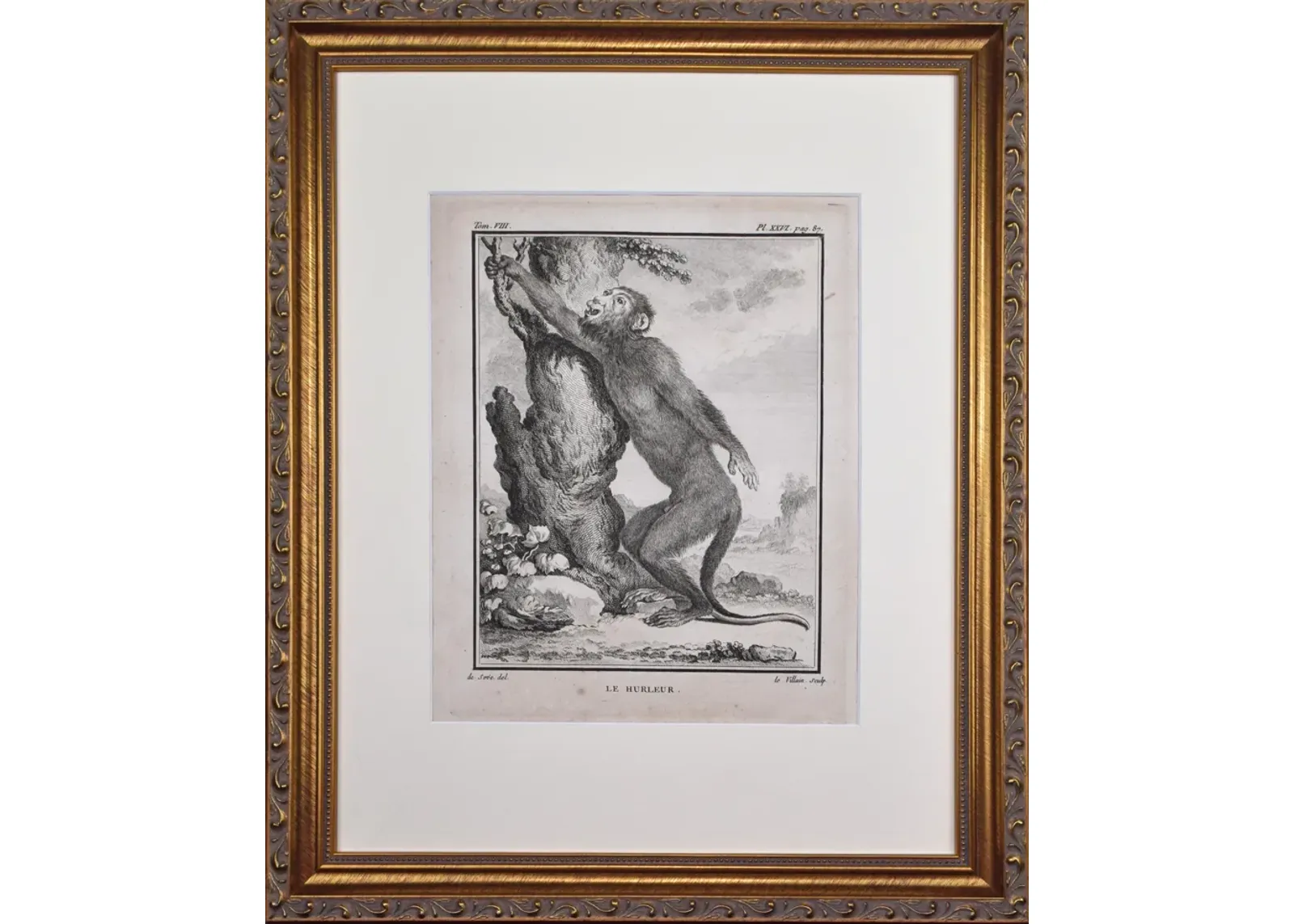 18th Century French Monkey Engraving - Antiquarian Art Company - Black